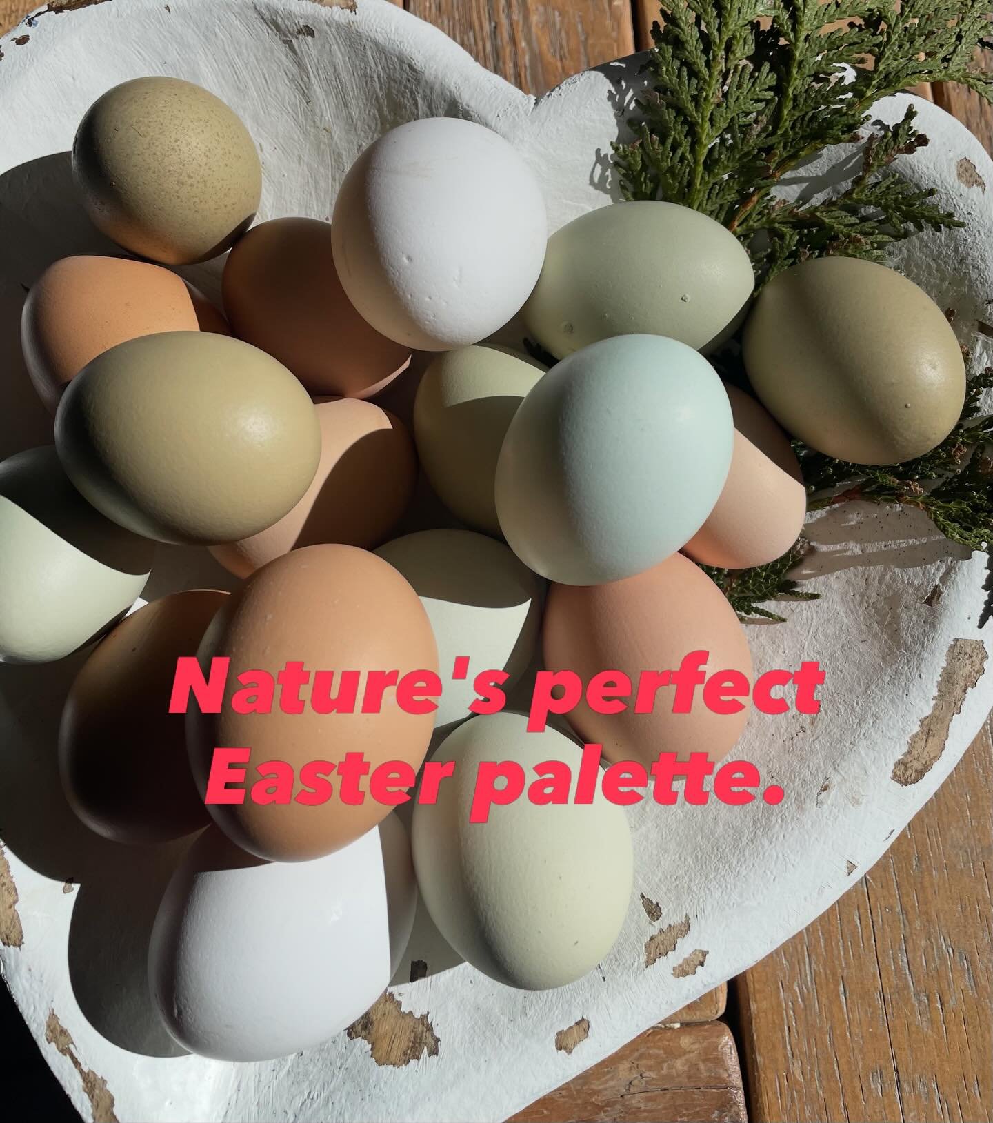 This is the beautiful handiwork of my free-ranging, organically fed flock. $5/dozen. Ideal for Easter with no need for dyeing. #farmfresheggs #elorafarmlife