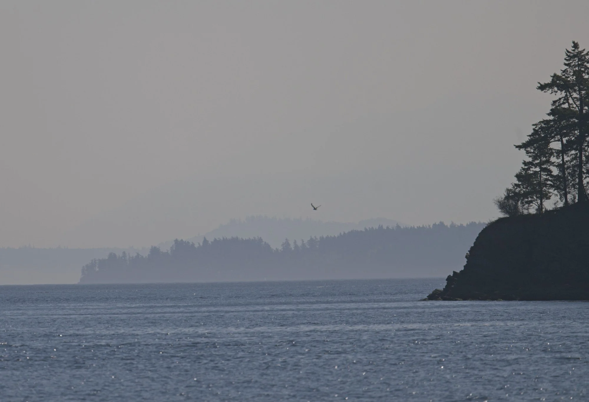 NIKON Z 8￼_SanJuanIslands_0253_2026-08-24.jpg
