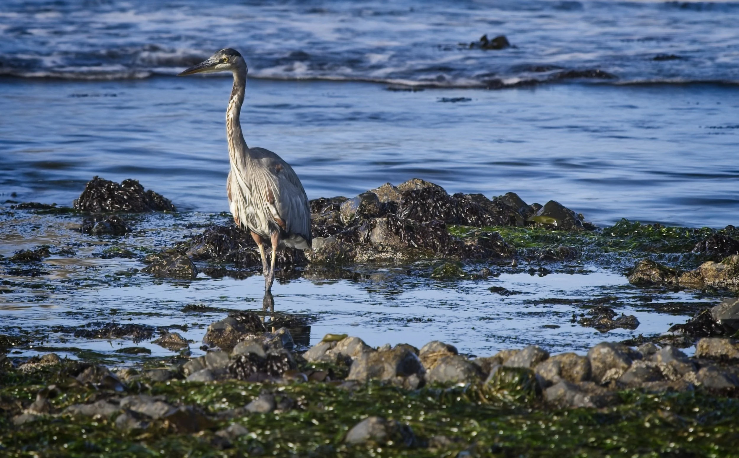 NIKON Z 8￼_HH_YaquinaLighthouse_0261_2026-09-11.jpg