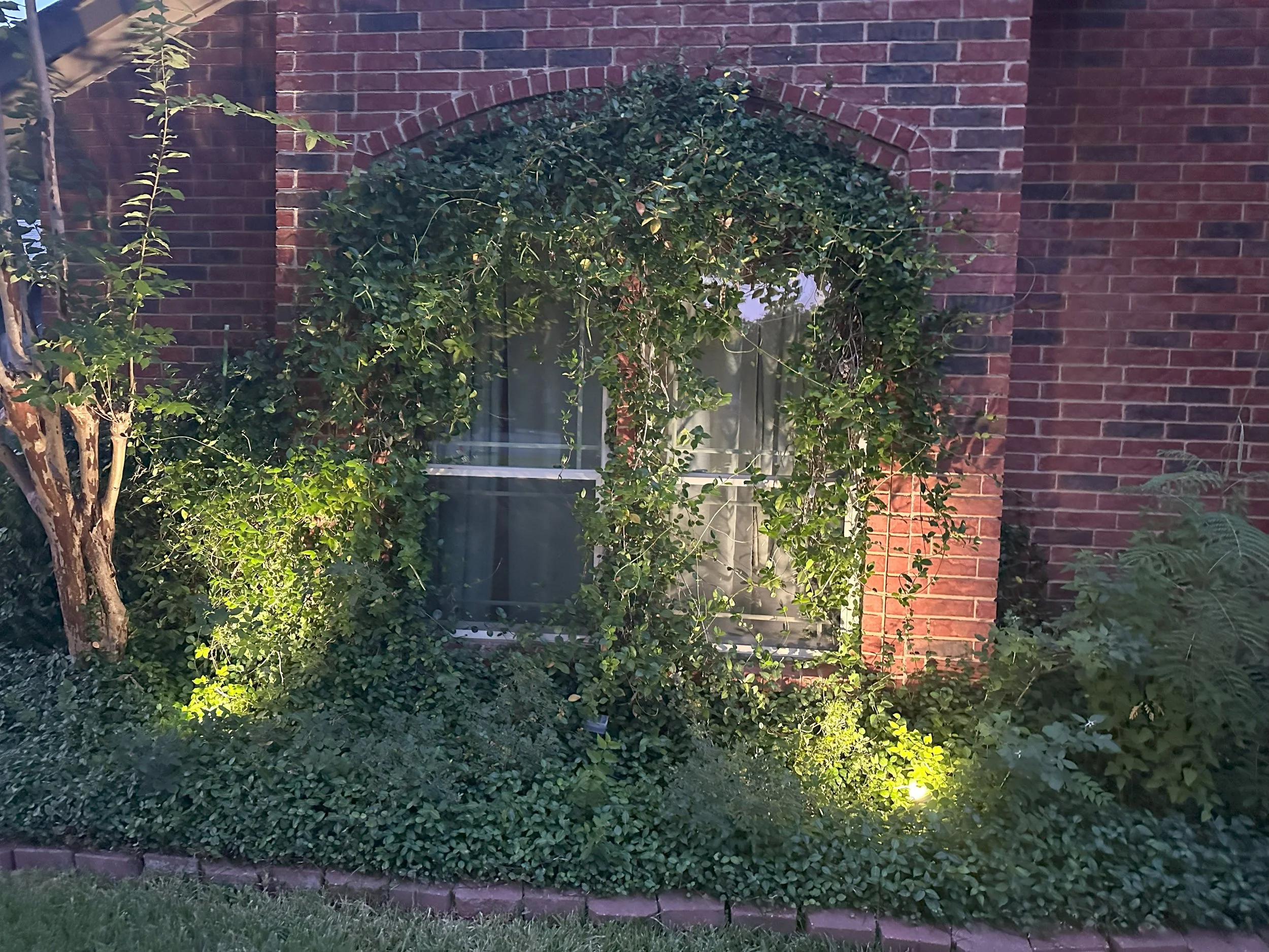 A house with a large arched window surrounded by lush green ivy, brick walls, and garden lighting.