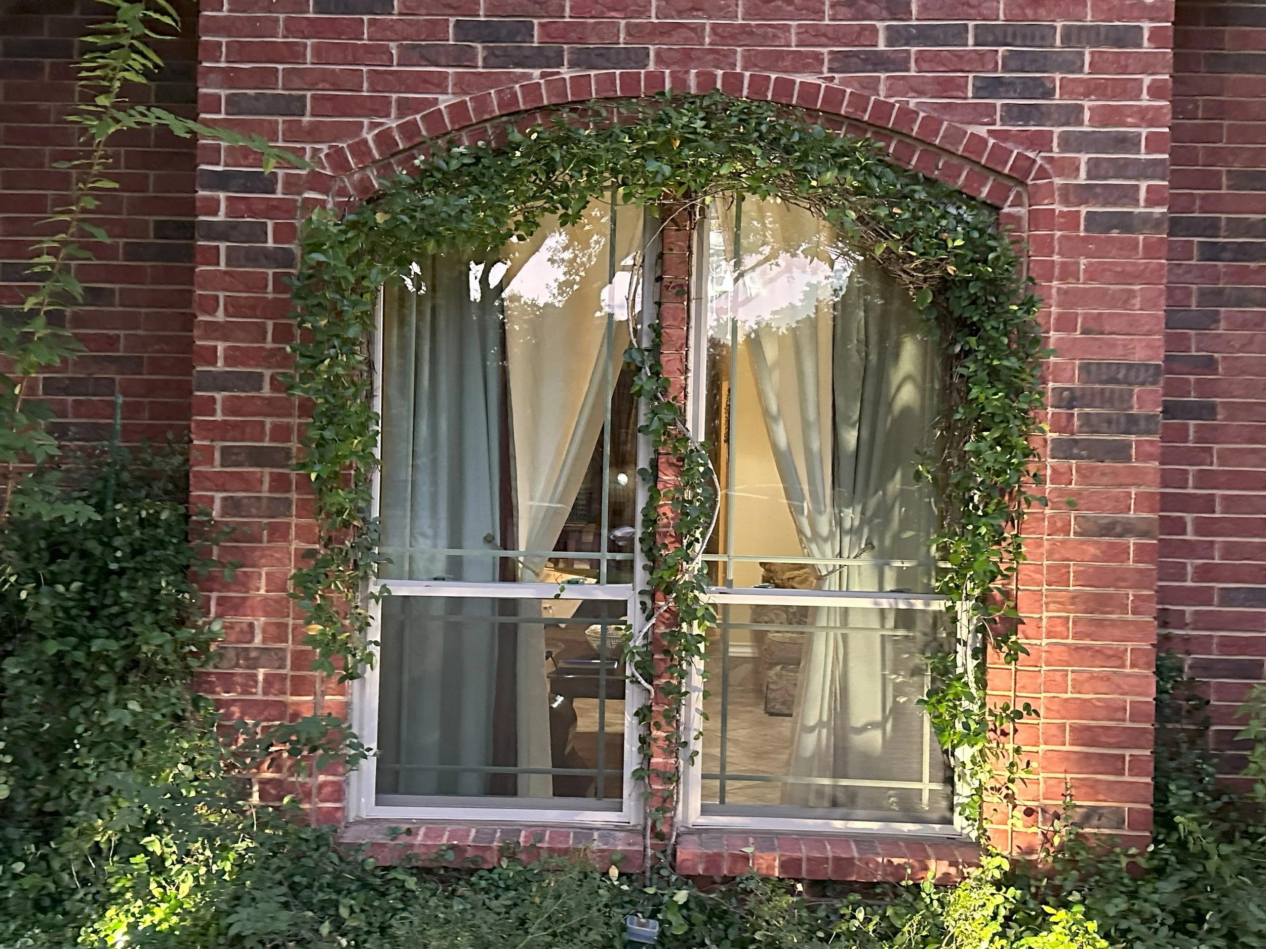 A brick house window with an arch top, surrounded by green ivy and bushes, with curtains visible inside.
