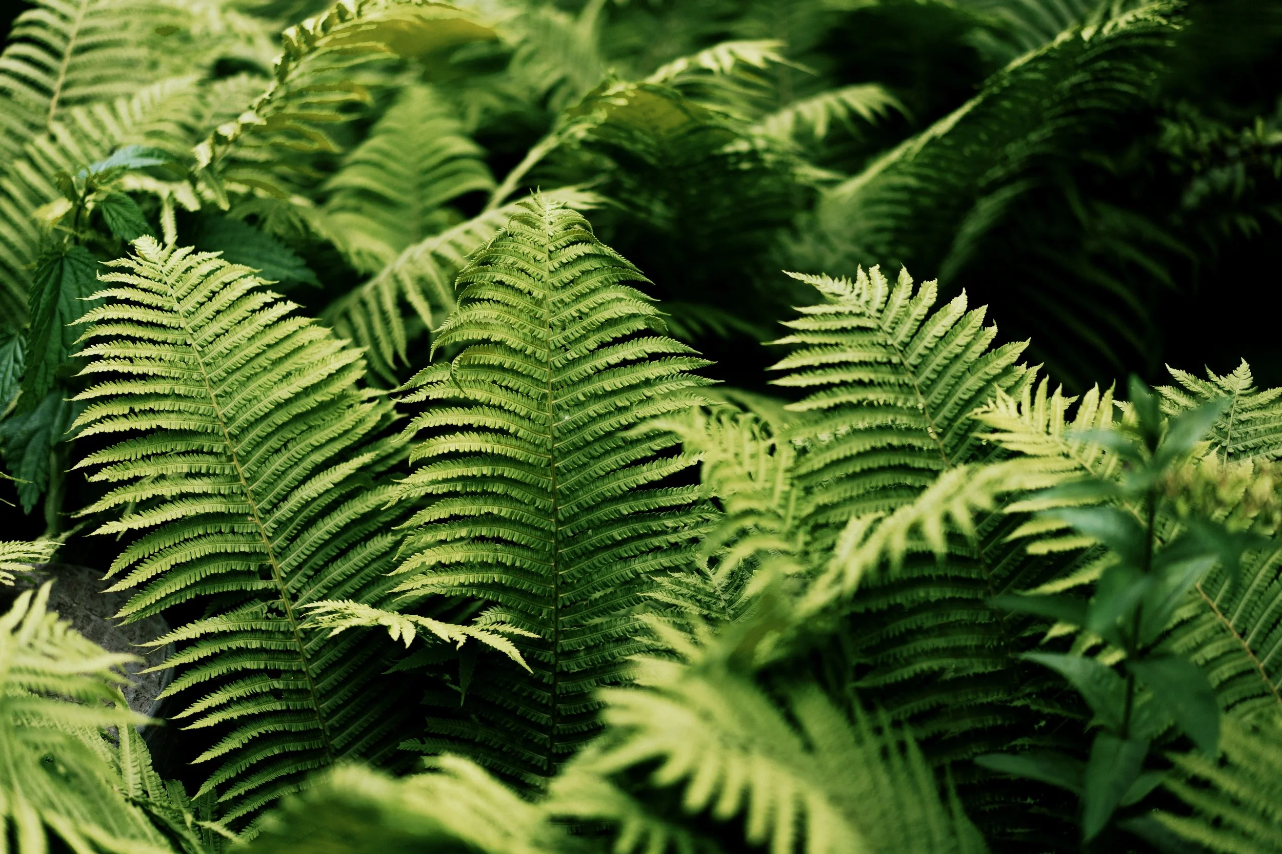 Close-up of vibrant green fern leaves with detailed fronds in a lush forest.
