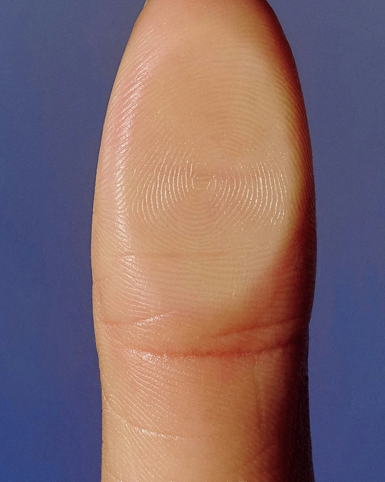 Close-up of a human fingerprint on a finger with a blue background.