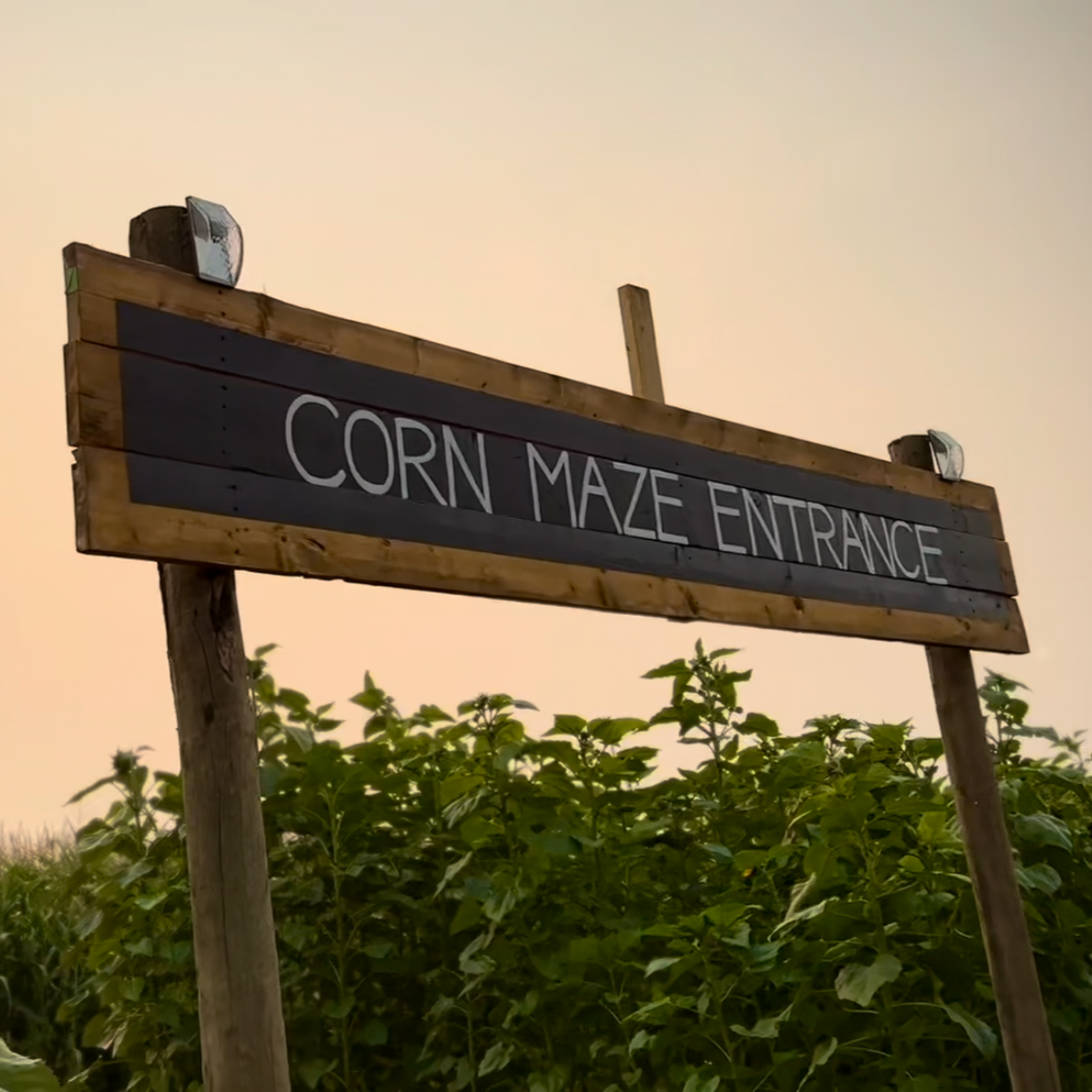 Wooden sign that reads 'Corn Maze Entrance' with green foliage and a sunset sky in the background.