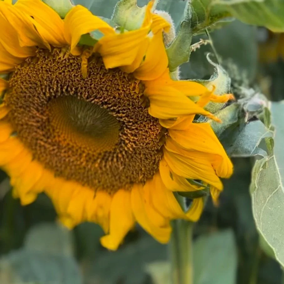 Close-up of a sunflower with yellow petals and a large brown center.