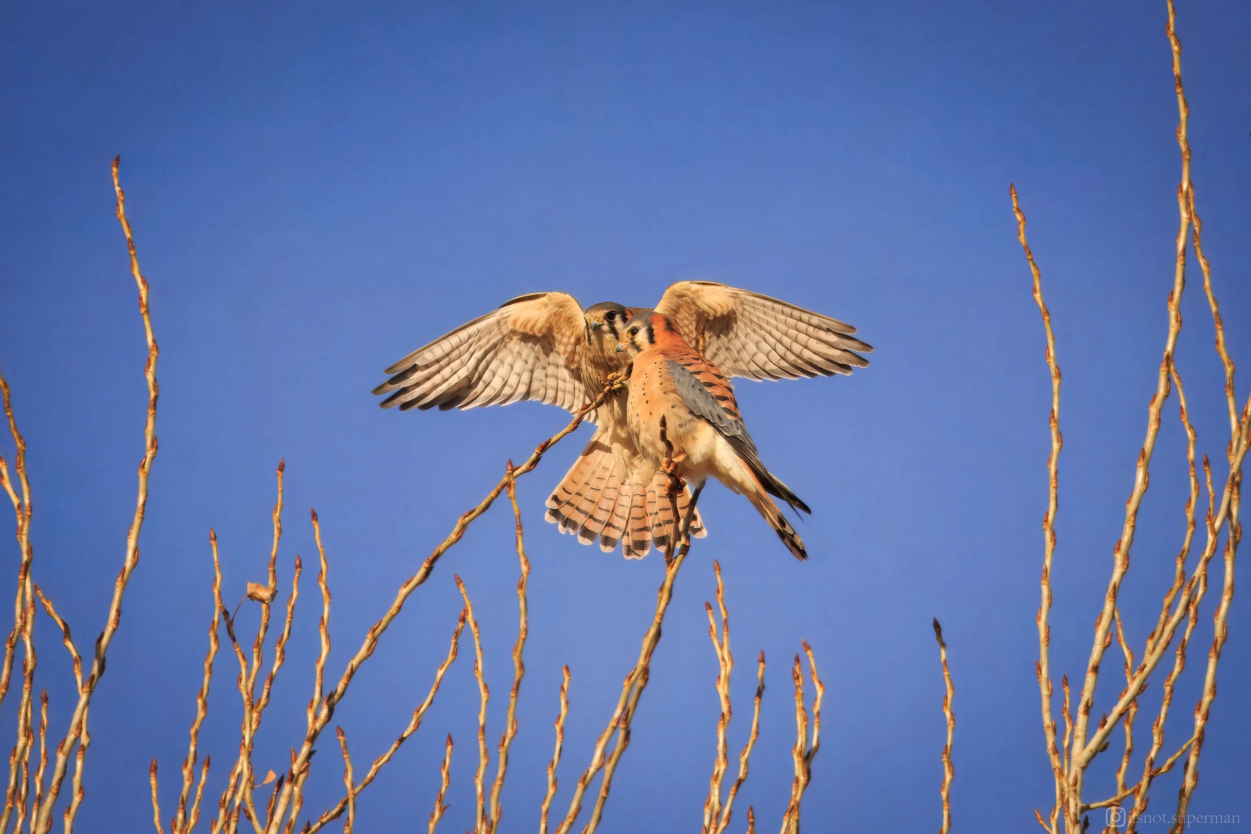twokestrels.jpg