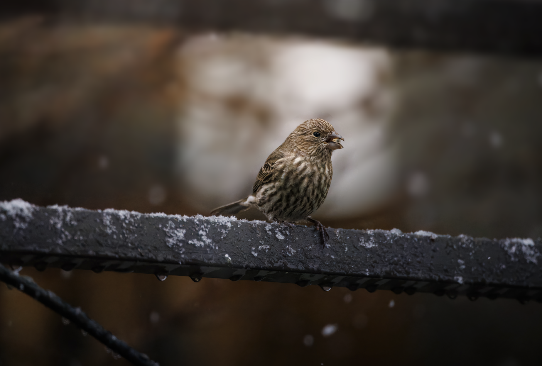 Screenshot 2026-03-09 at 11.32.37 AM.png