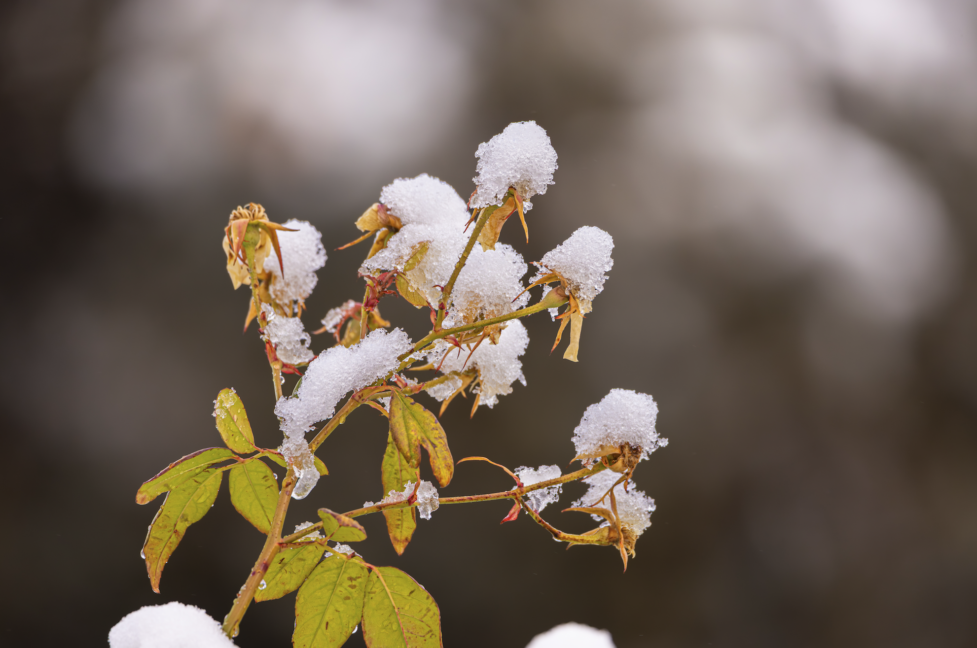 Screenshot 2026-01-01 at 9.27.57 PM.png