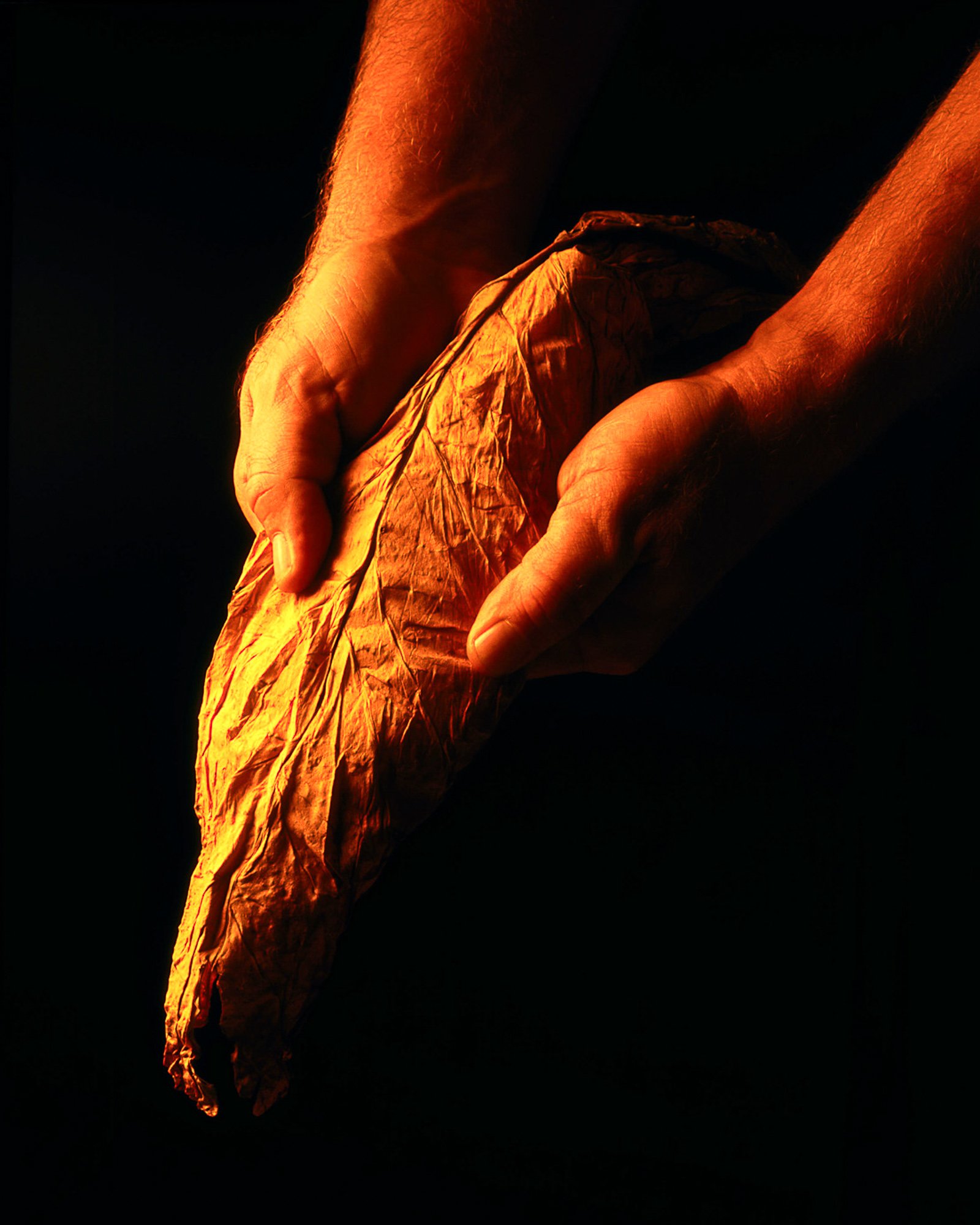 Hands holding a tobacco leaf in a dark, dramatic product-style image.