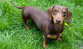 A brown, long-haired dachshund standing on green grass.