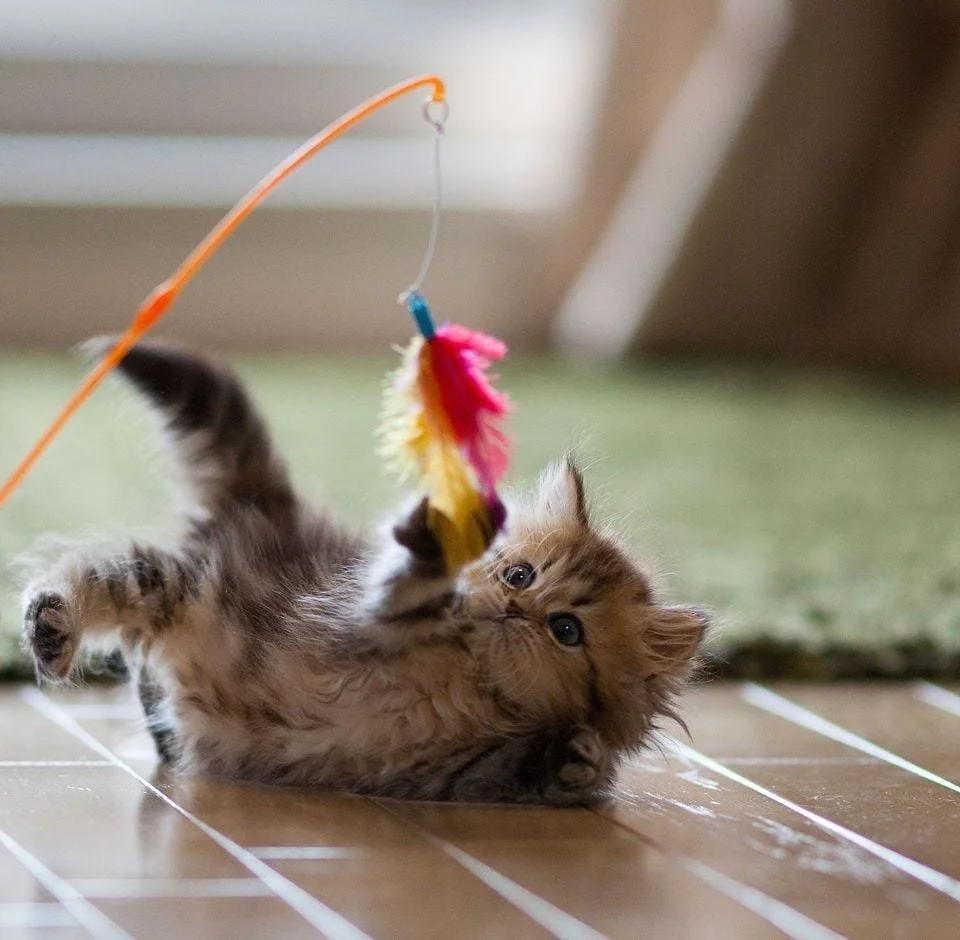 A fluffy tabby kitten playing with a hanging toy on a wooden floor.