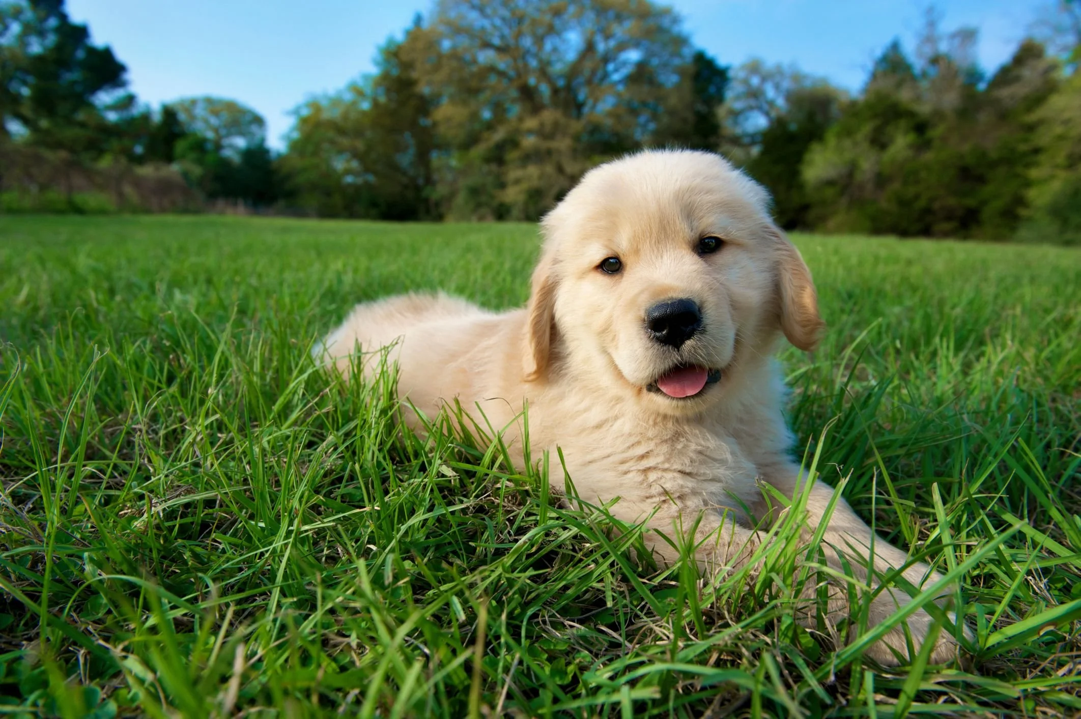 A golden retriever puppy lying in green grass outdoors with trees and a blue sky in the background.