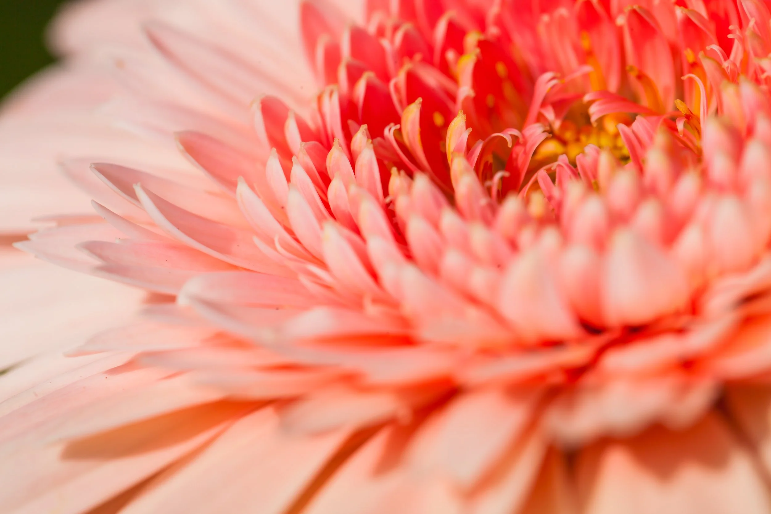 Bloom into your best self…