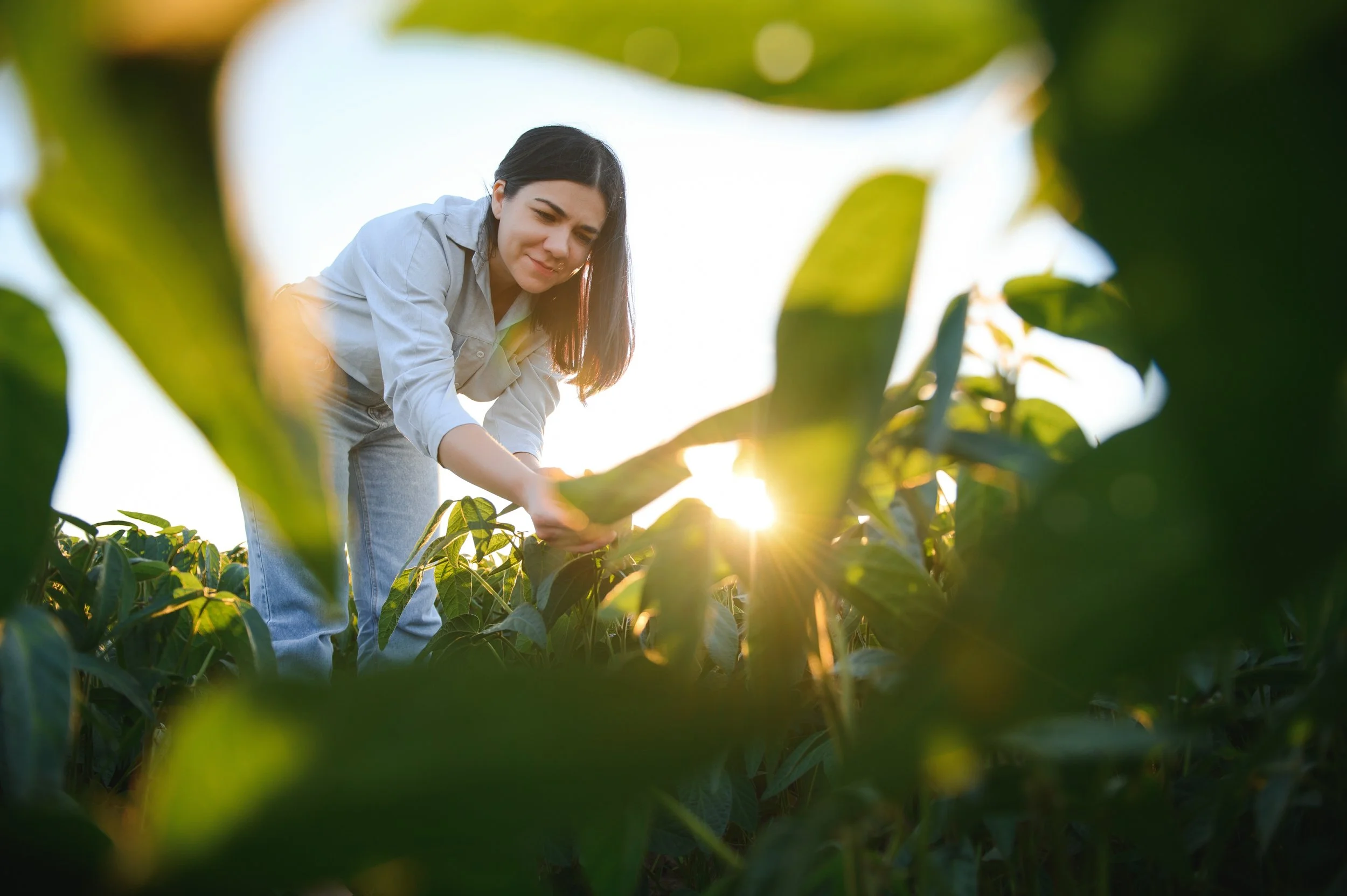 Woman inspecting green plants in a field during sunset