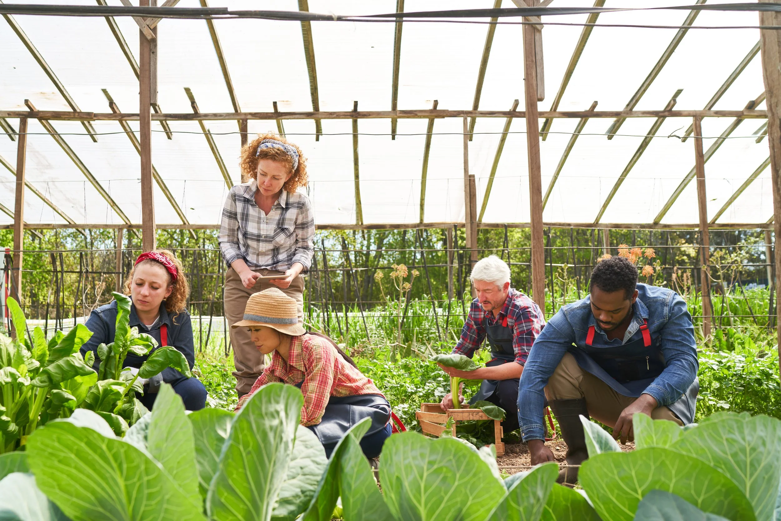 People working in an indoor vegetable garden or greenhouse, planting and tending to plants, with a woman standing and others crouching near the plants.