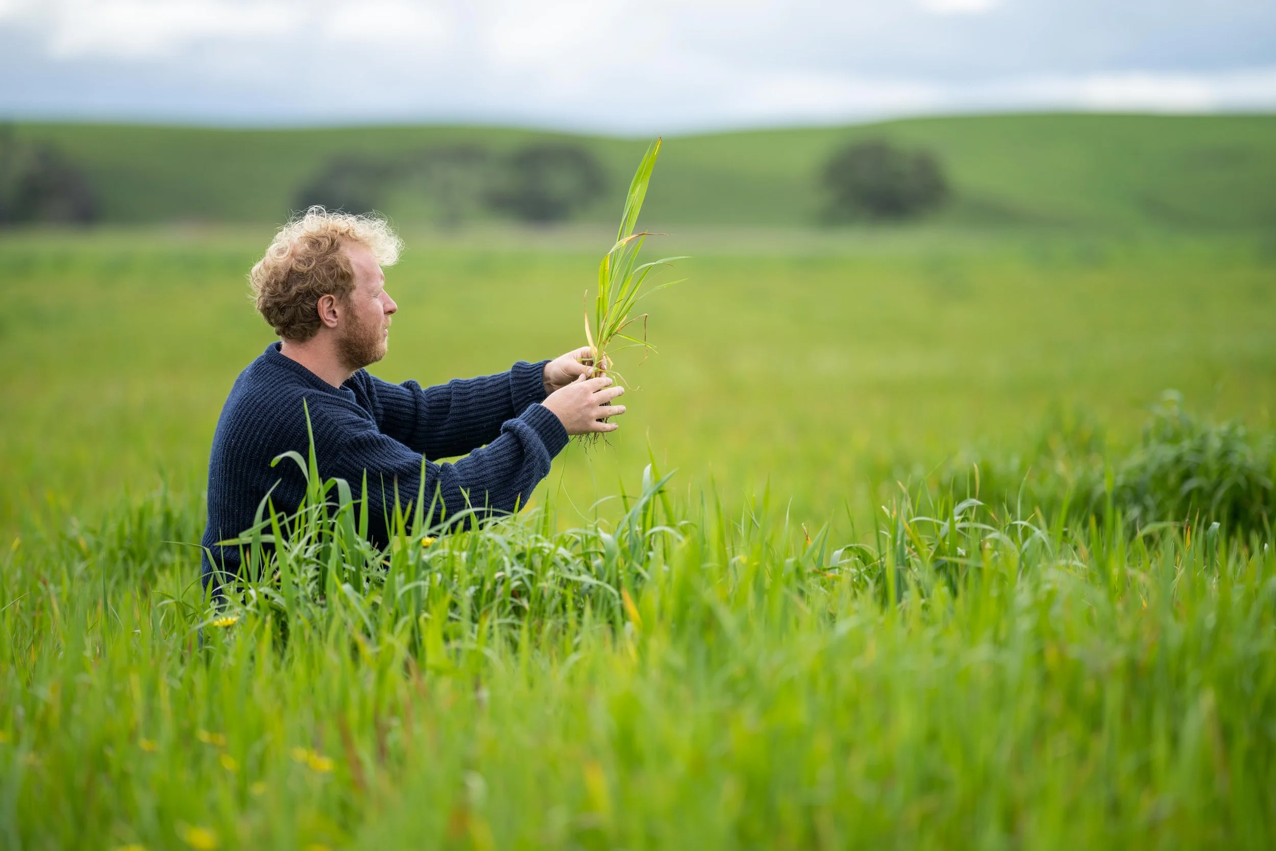 A man with curly hair and a beard wearing a dark sweater, sitting in a grassy field, holding a plant and examining its roots with a scenic green landscape and cloudy sky in the background.