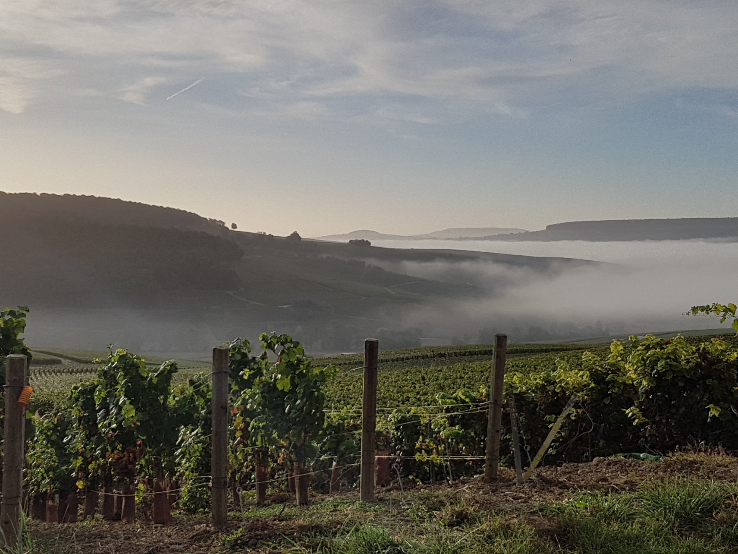 Champagne Cour Des Lys
