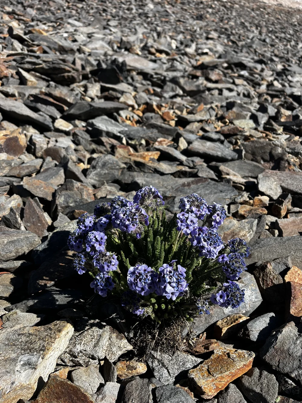 Sky pilot (Polemonium eximium).