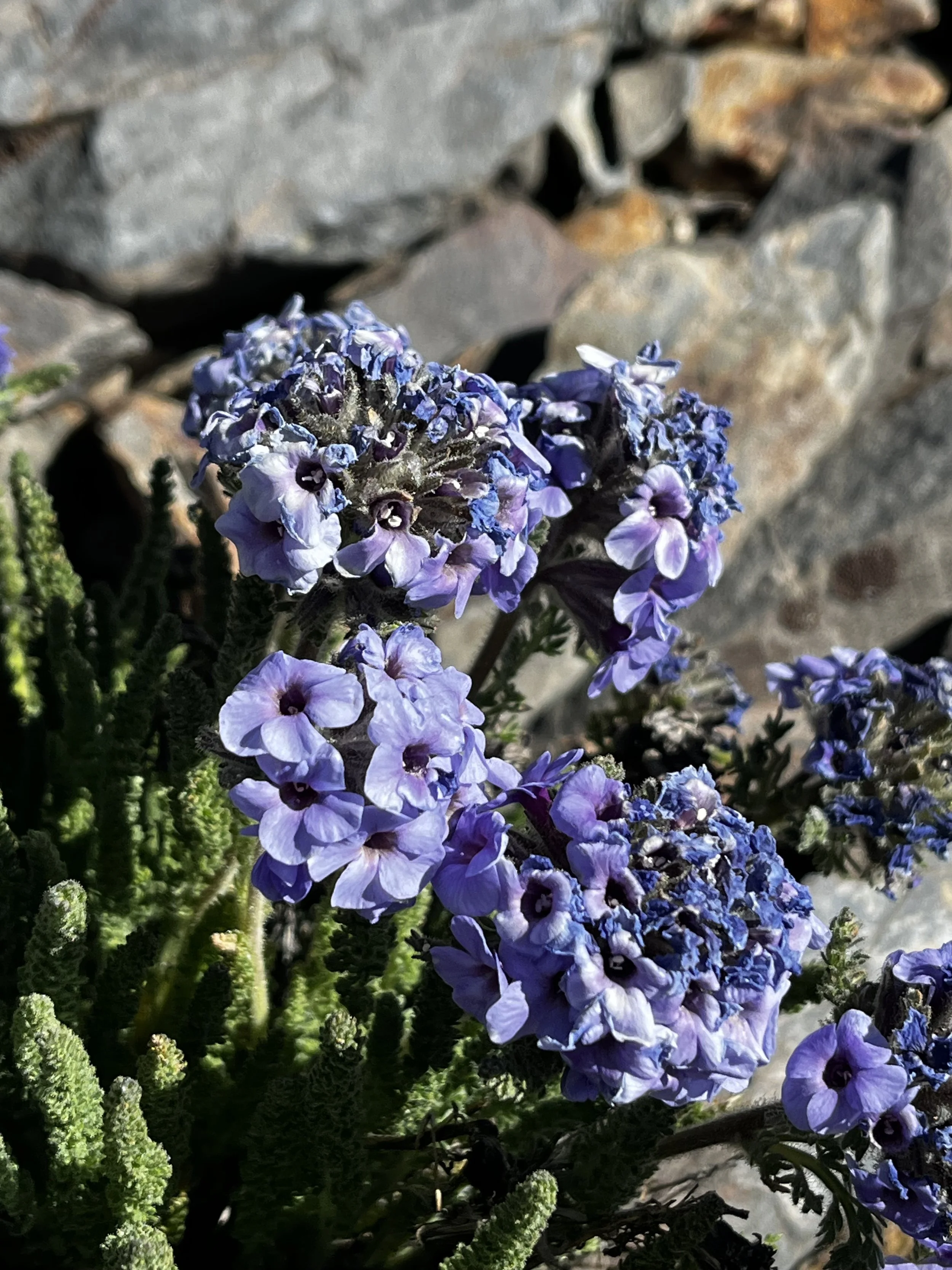 Sky pilot (Polemonium eximium).