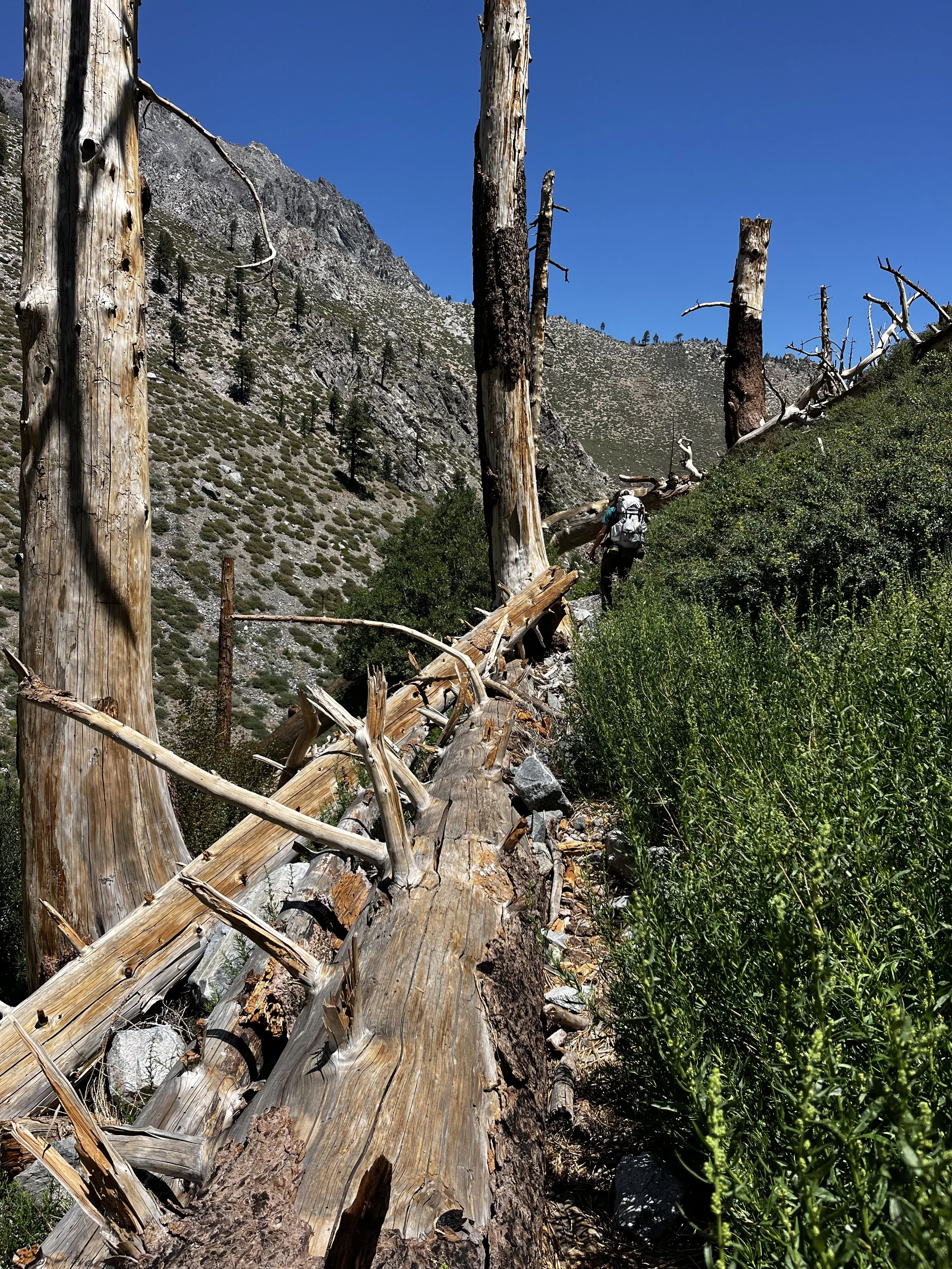 Downed trees on the trail.