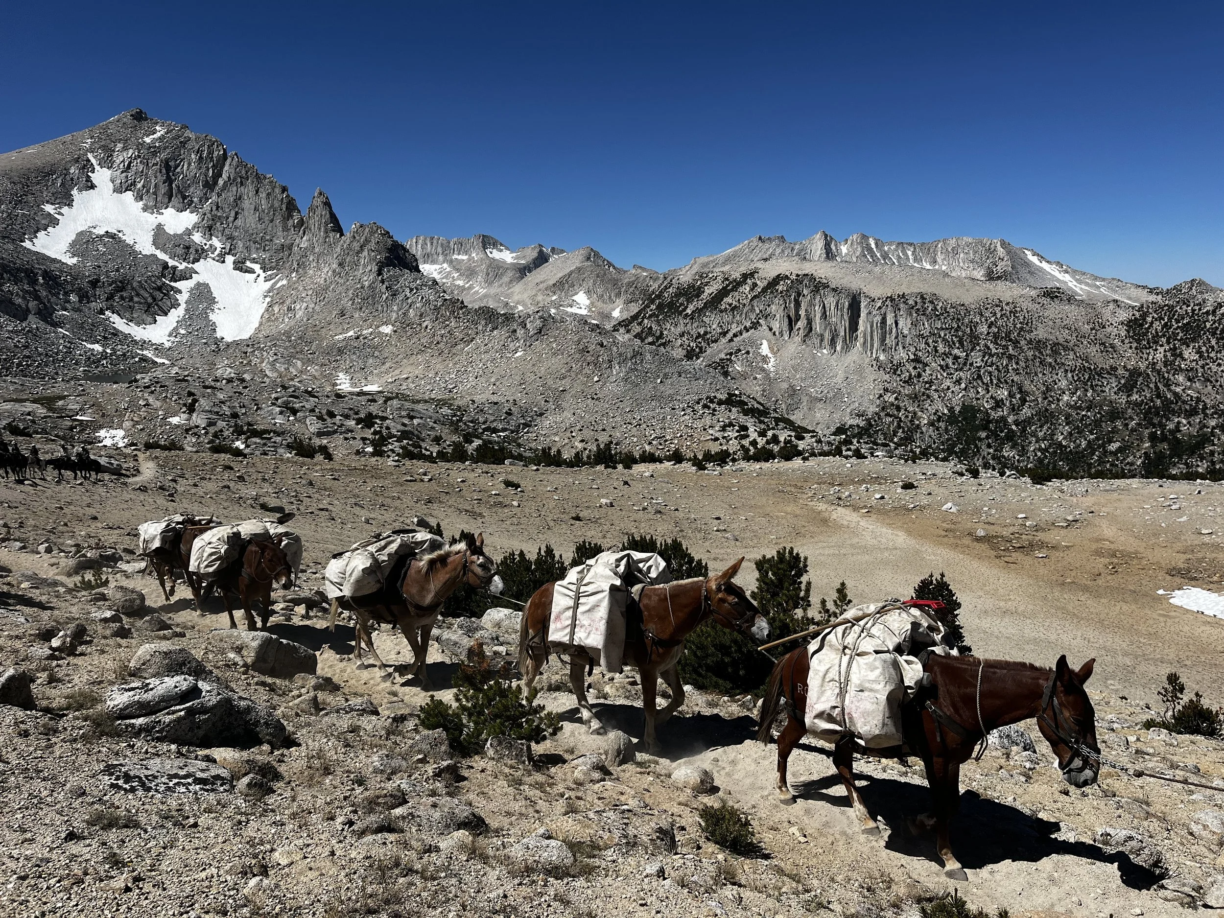Mule train.