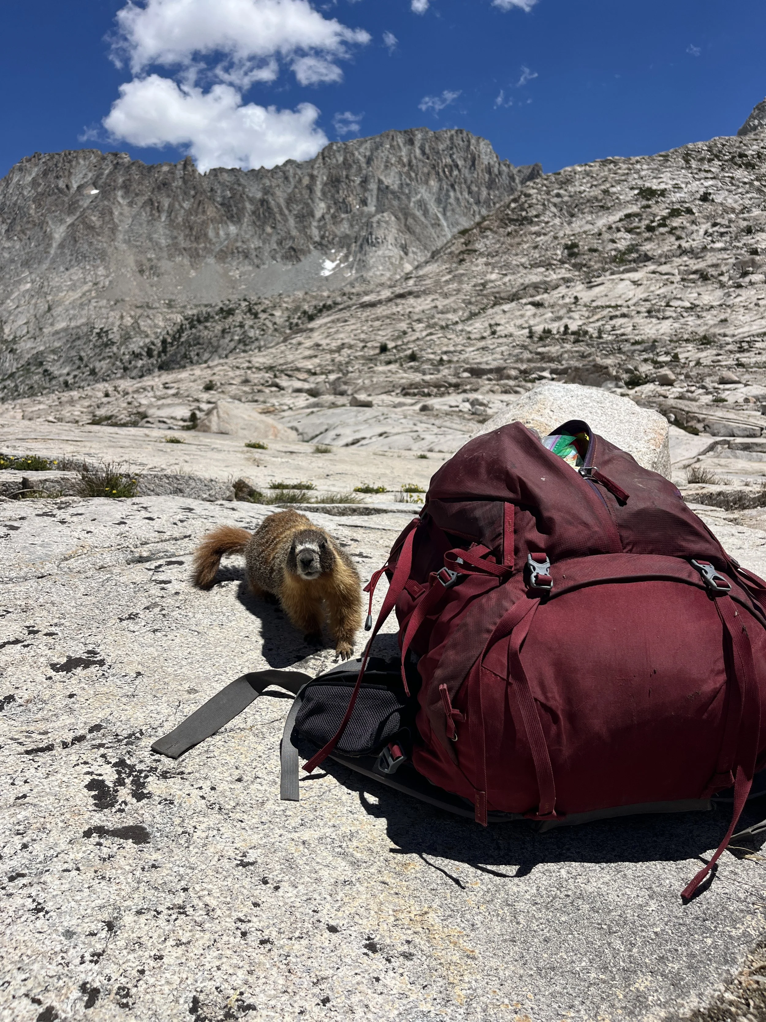 Very habituated marmot.