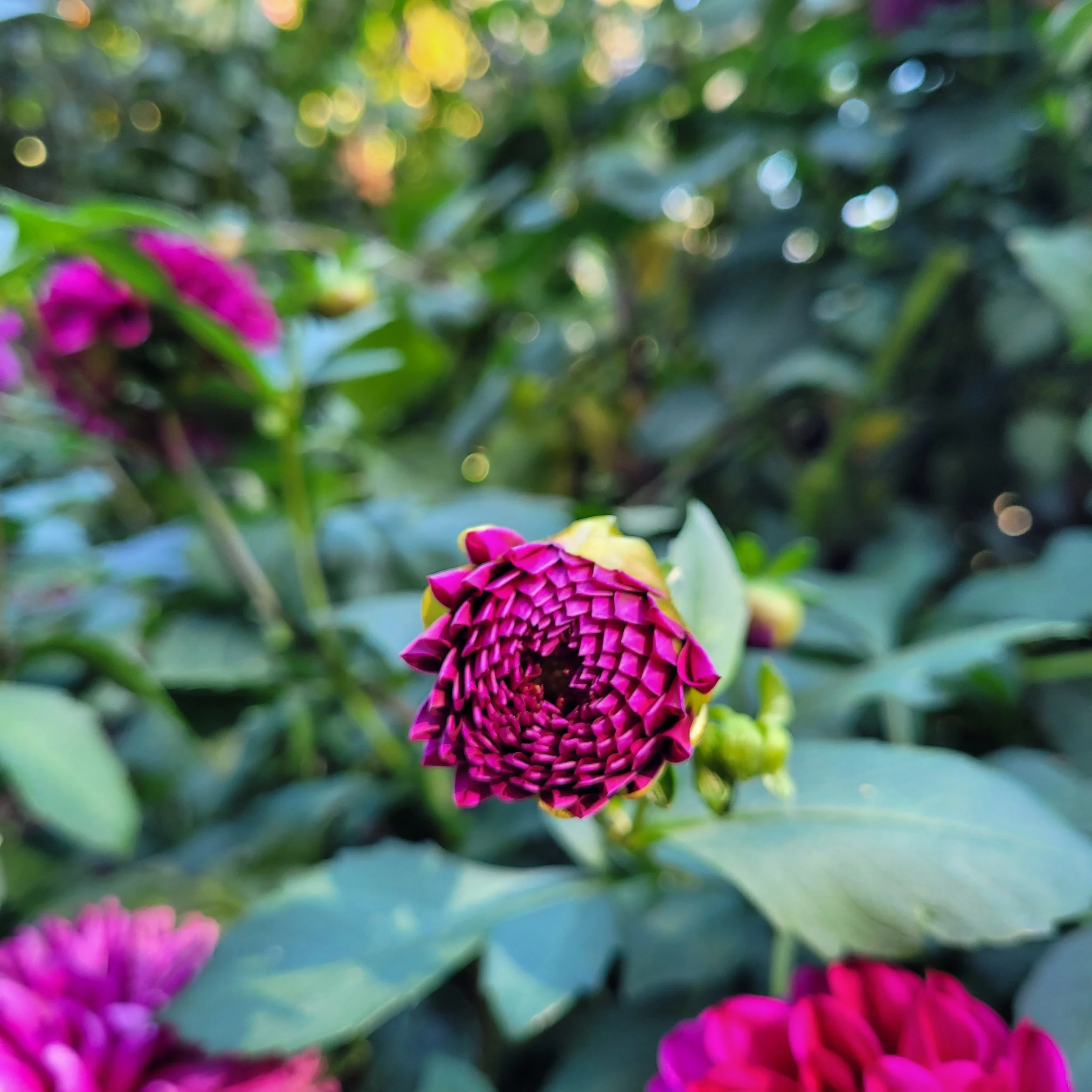 Close-up of a purple flower with layered petals among green leaves, background blurred with bokeh light effects.
