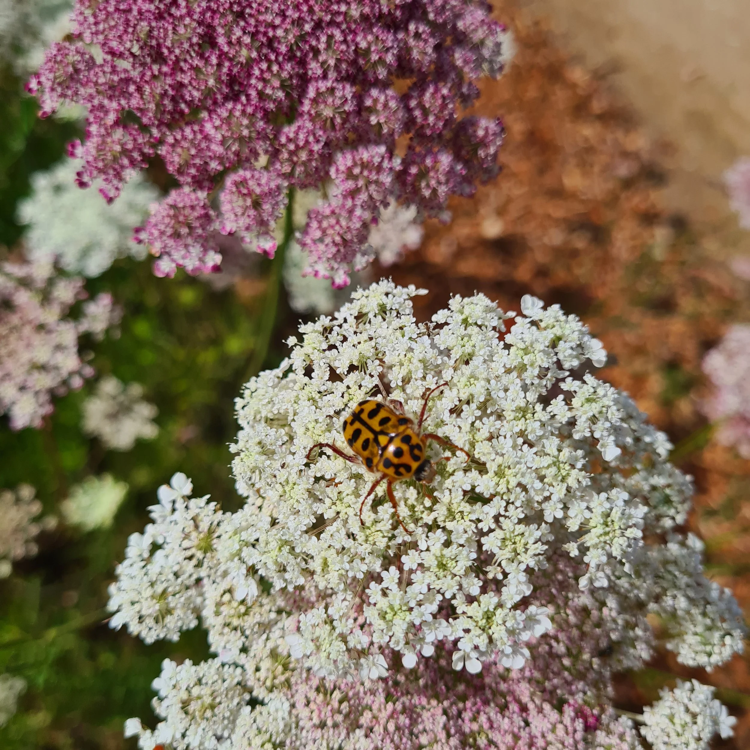 A yellow and black spotted beetle on white flower clusters, with pink flowers and brown soil in the background.