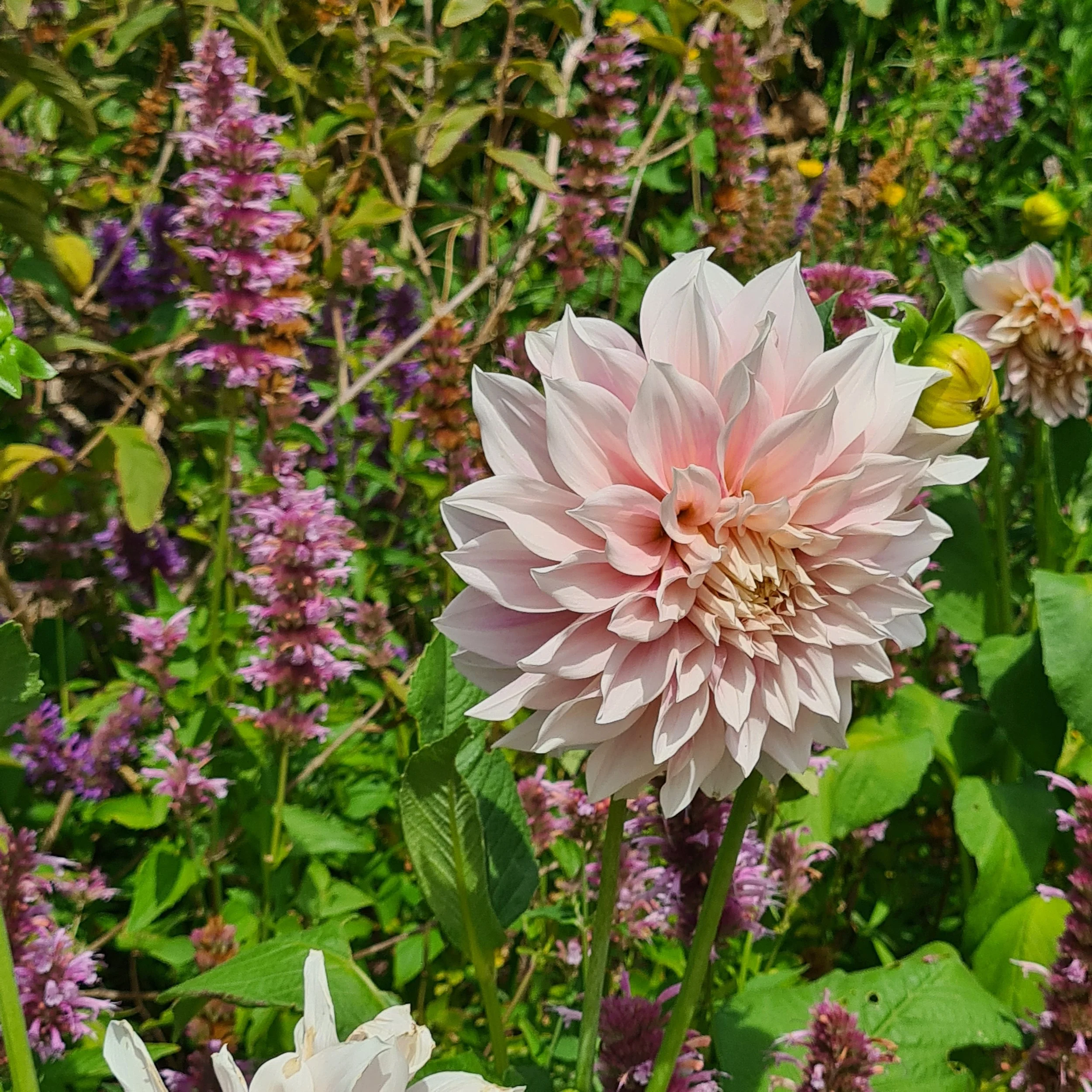 Pink dahlia flower in full bloom surrounded by purple and green foliage.