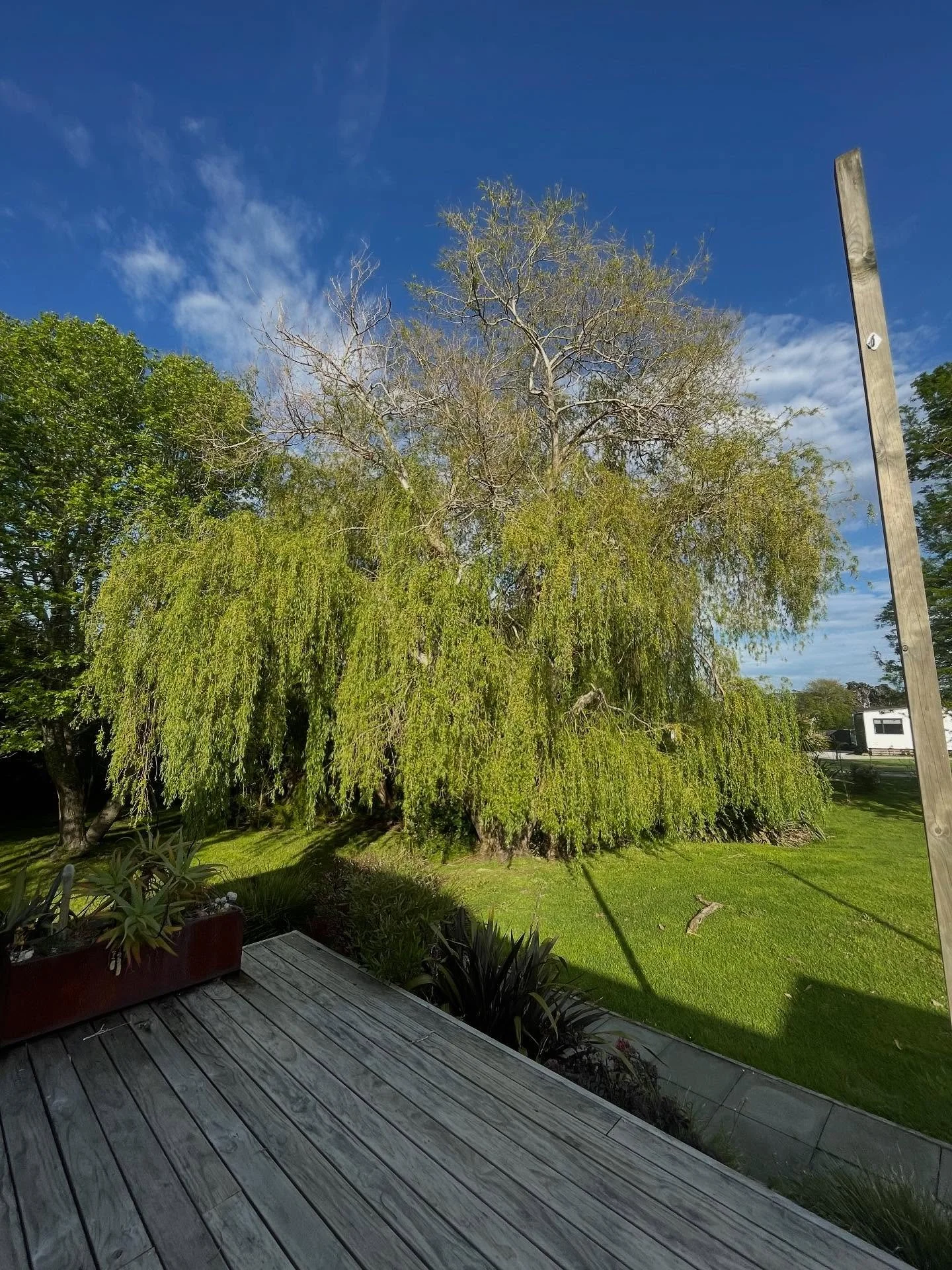 Heavy reduction on a Weeping Willow, Salix Babylonica.
Top half had been getting battered by the elements so brought it down to prevent further dieback.