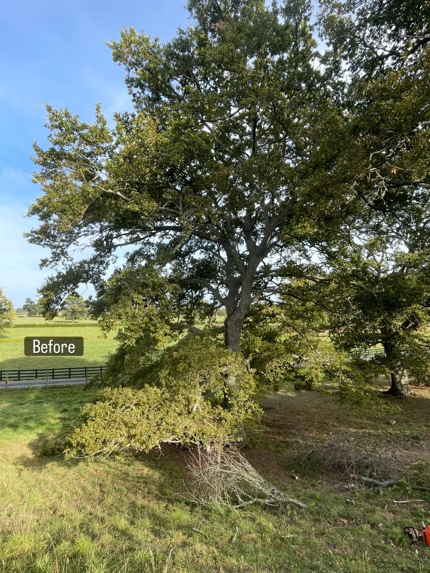 Lifting large Quercus robur, English oak. Branches stacked and firewood cut into rings.