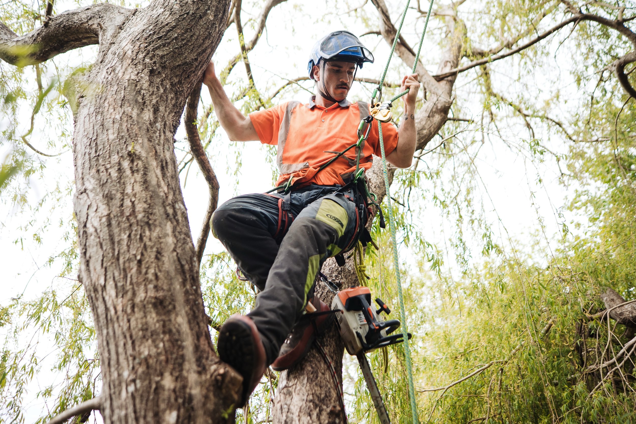 Restoration prune on this Salix babylonica.

📸 @zahntrotter