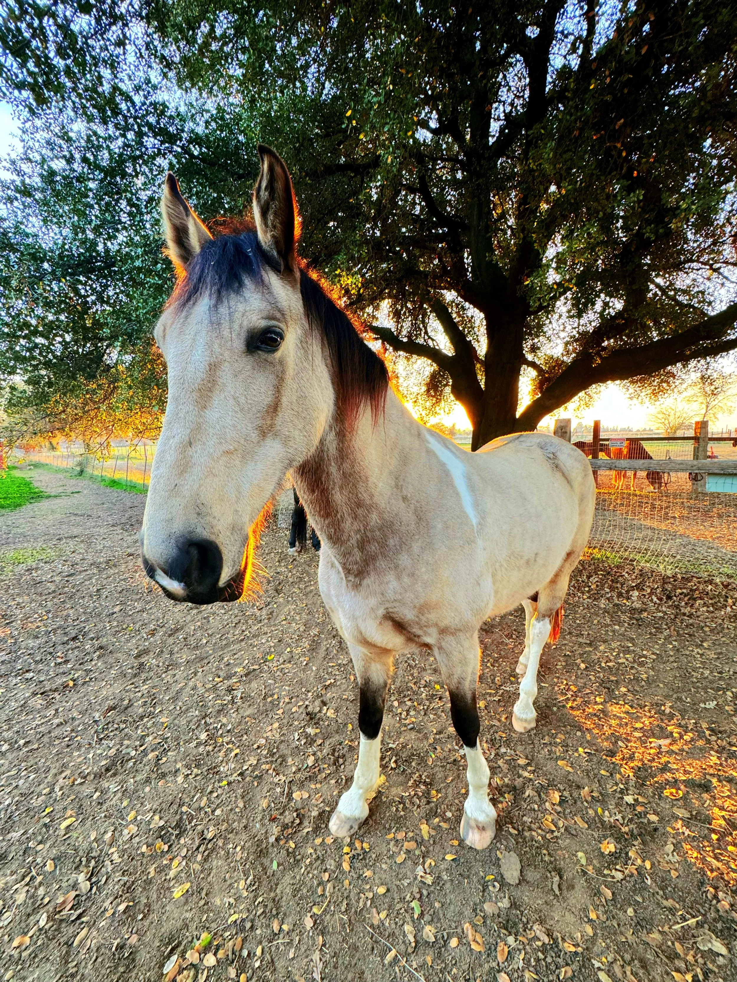 A light-colored horse standing on dirt ground near a large tree at sunset, with a fence and other horses in the background.