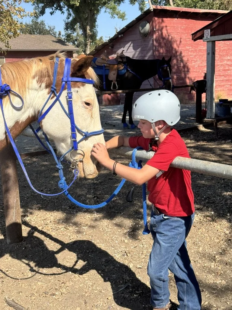 A child wearing a white helmet and red shirt is petting a white and brown horse that is wearing a blue halter and reins. In the background, there is another black horse with saddles and a red barn.