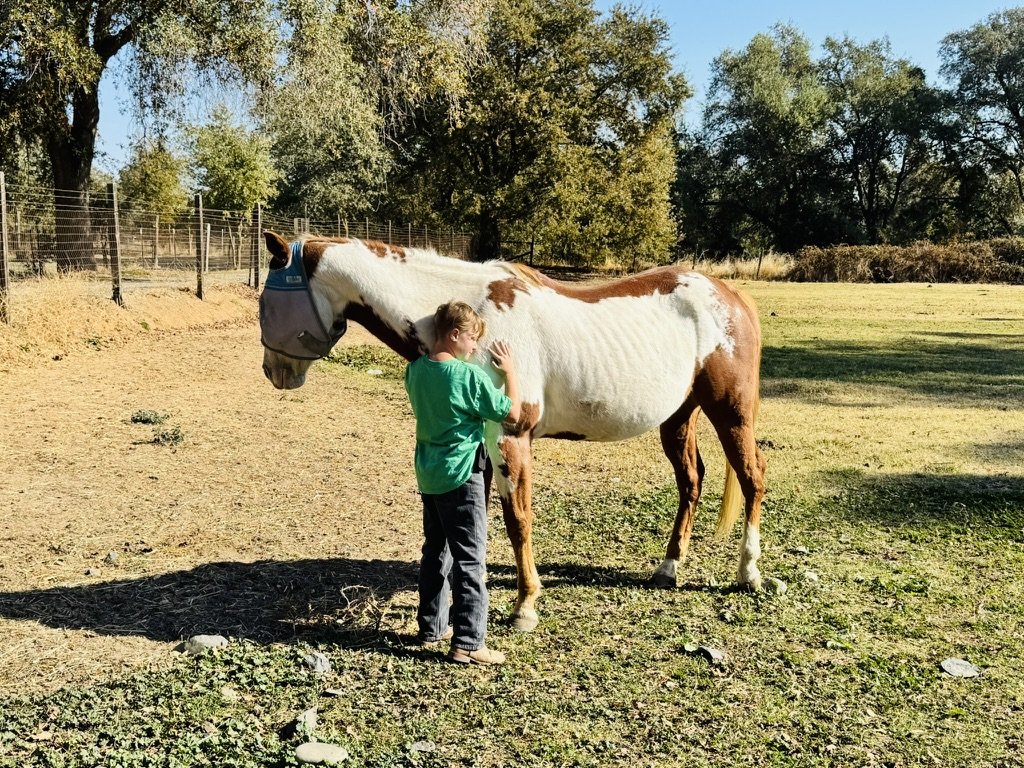 A young person petting a white and brown pinto horse in a fenced outdoor area with green trees and grass under a clear blue sky.