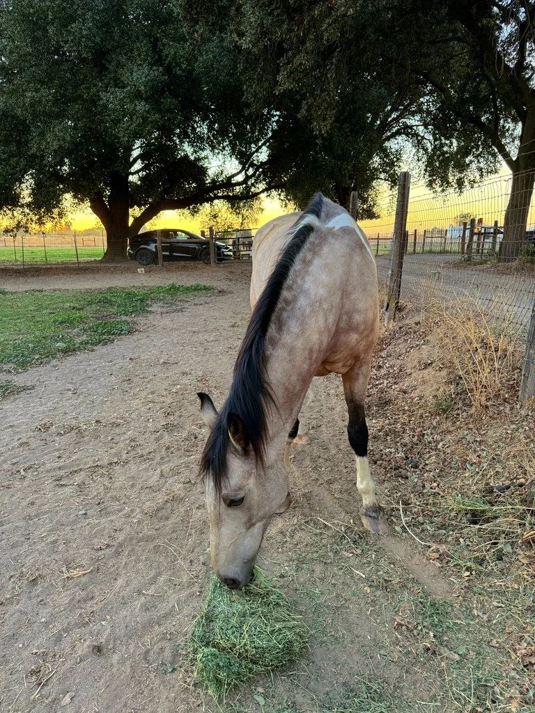 A light-colored horse with dark mane and tail grazing on grass near a wire fence in a farm setting during sunset.