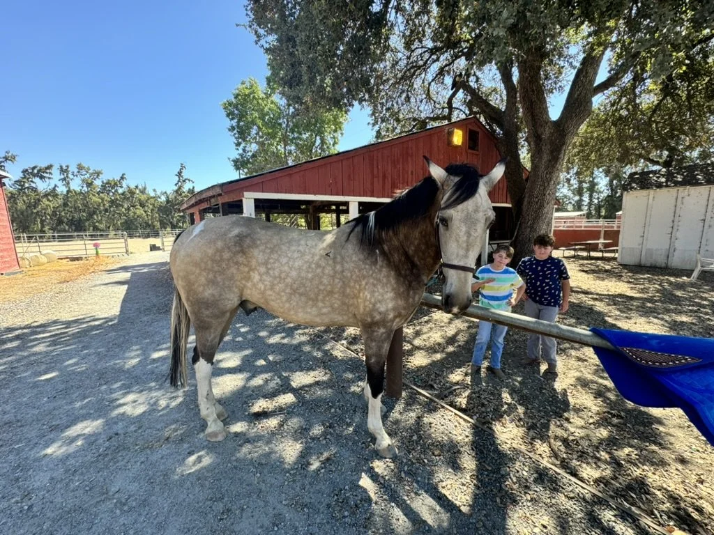 Two boys standing next to a horse in a farm yard, with a red barn and trees in the background.