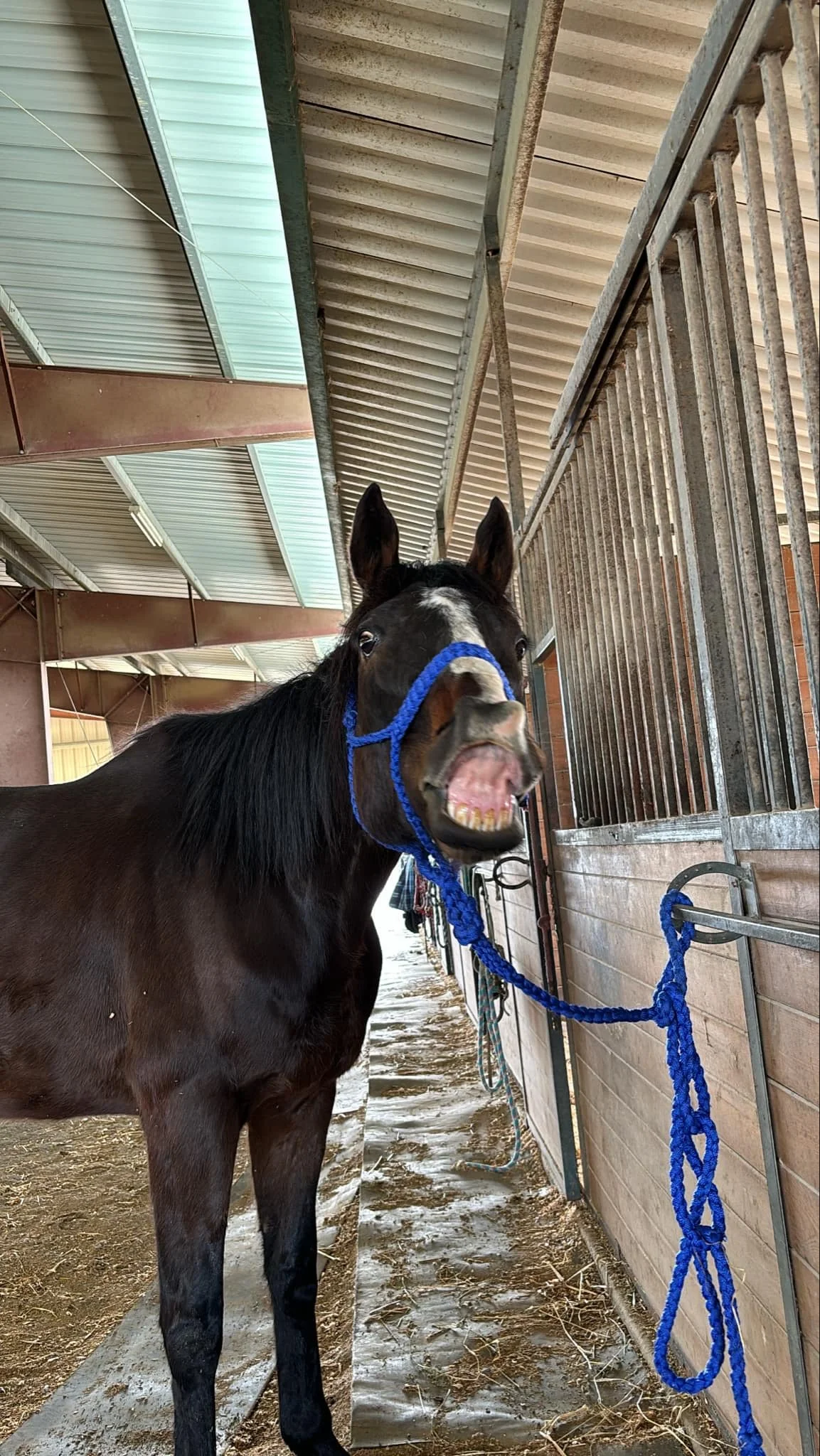 A black horse with a white star on its face and teeth showing, standing inside a stable with a blue halter and lead rope. The stable has a metal roof and wooden walls.