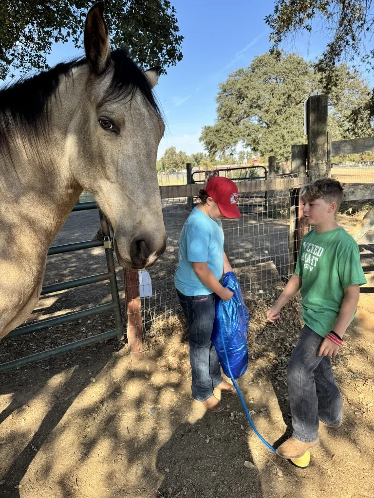 Two young boys near a horse in a farm or ranch setting, with trees and a wooden fence in the background, on a sunny day.