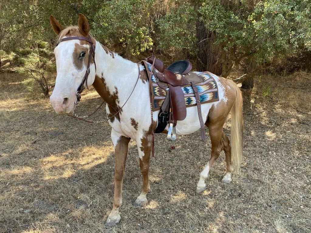 A brown and white paint horse equipped with a saddle and colorful saddle blanket, standing outdoors on dirt ground with trees in the background.