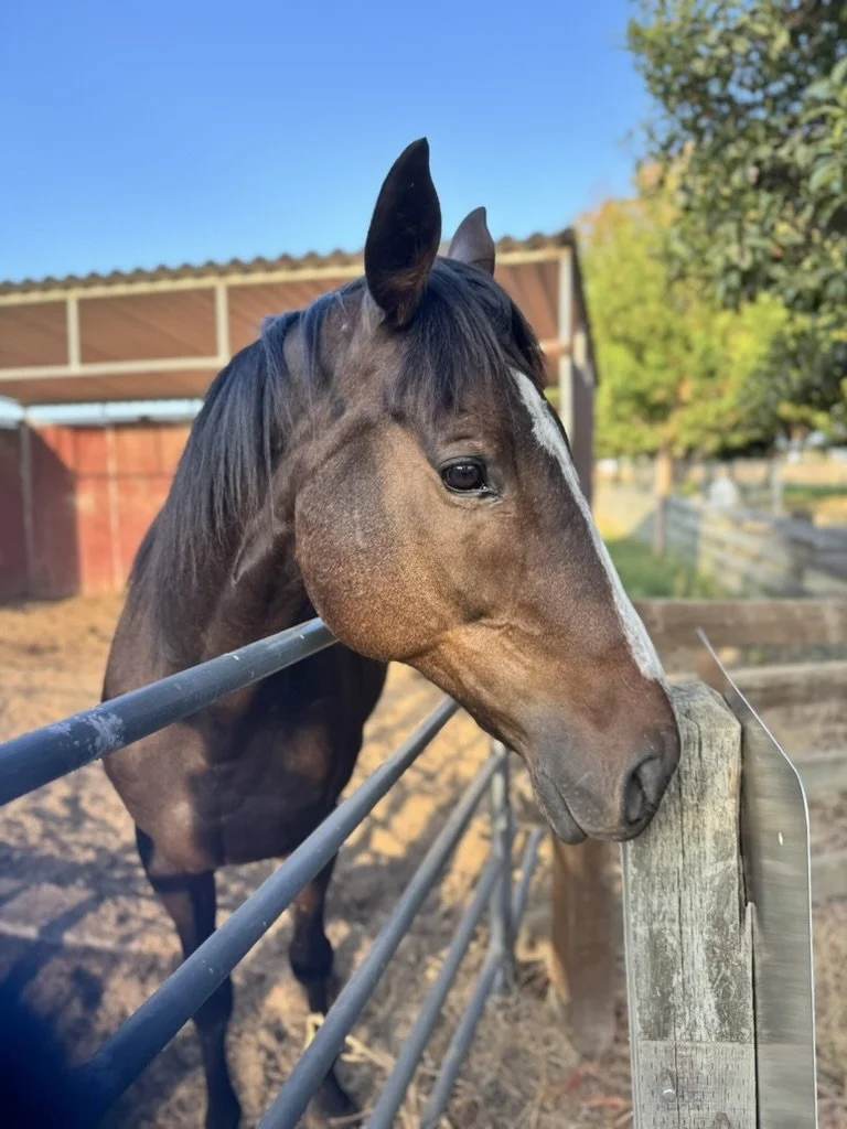 A horse with a dark brown coat and a white stripe on its face leaning over a wooden fence and a metal rail, with a blue sky and trees in the background.