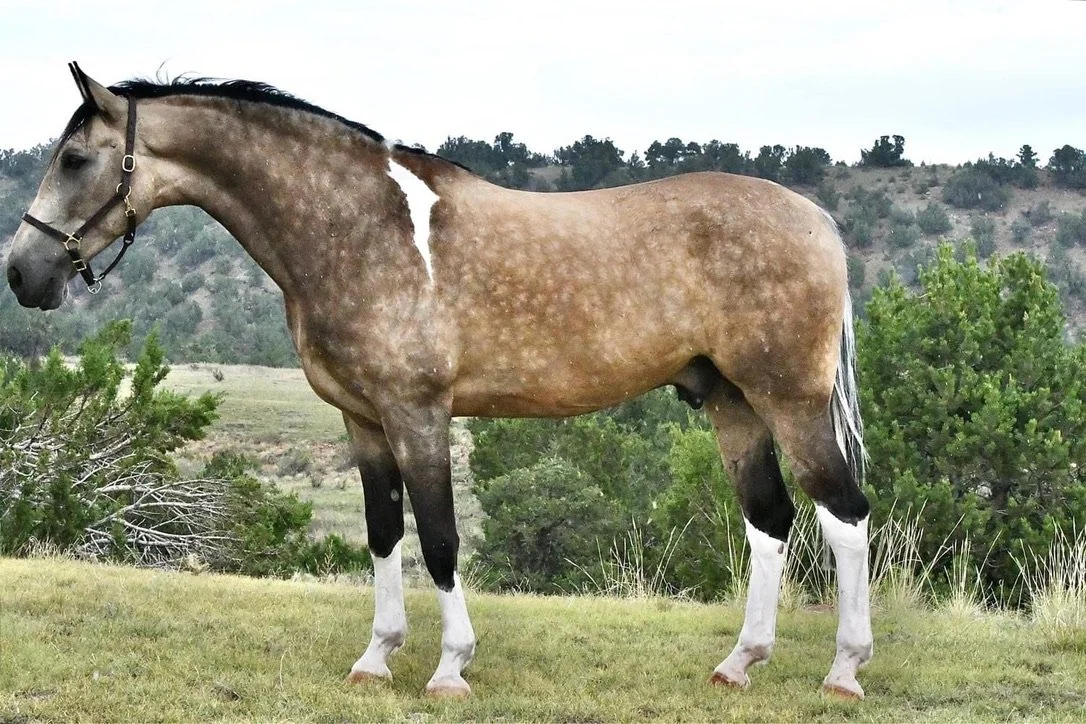 A brown and white Pinto horse standing outdoors on grass, with trees and rolling hills in the background.