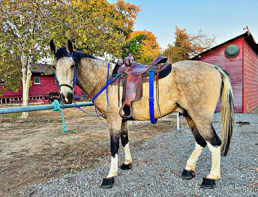 A saddled horse tied to a railing with fall foliage and red barn building in the background.