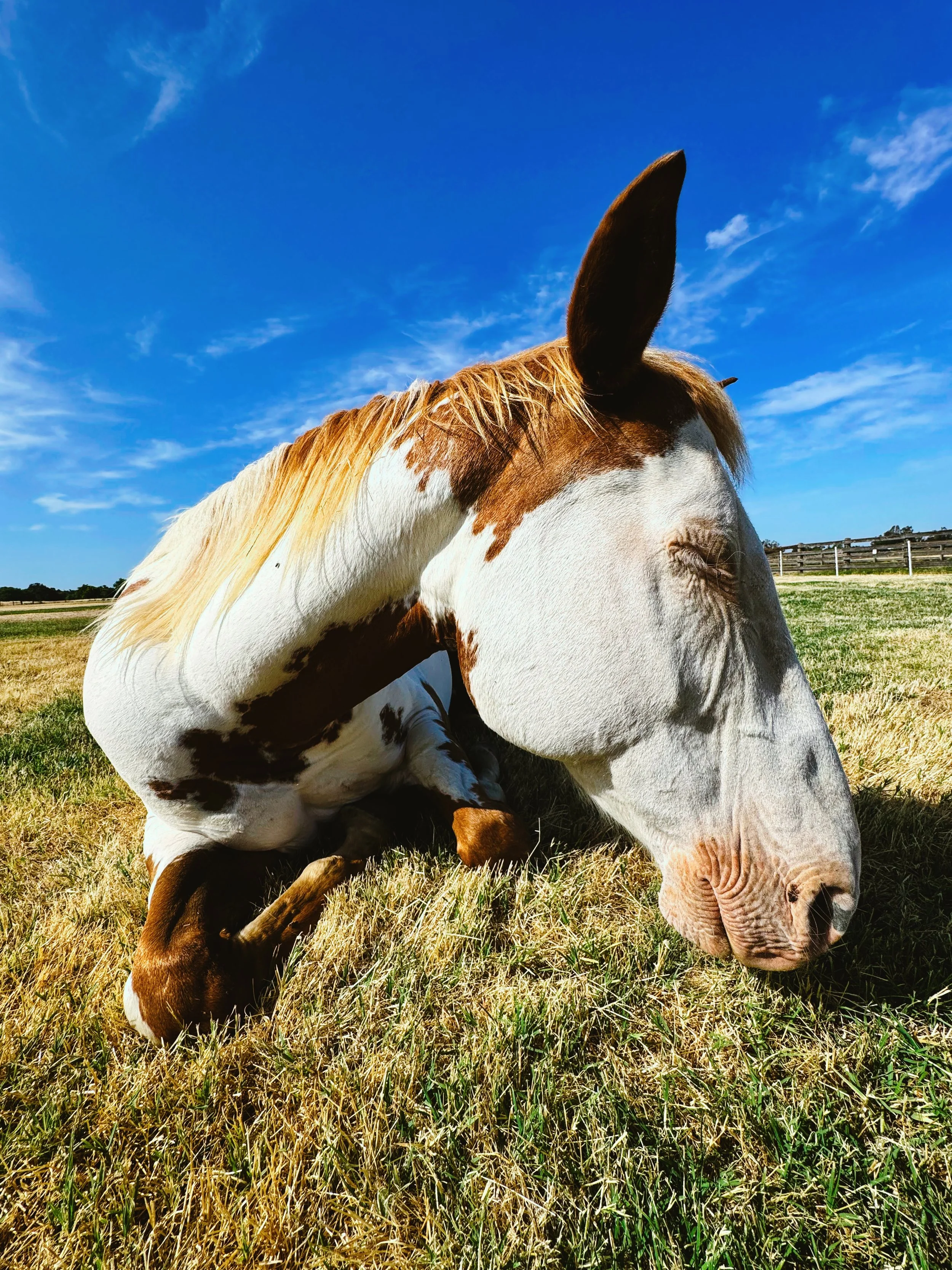 A horse with a white and brown coat, lying on grass under a blue sky.