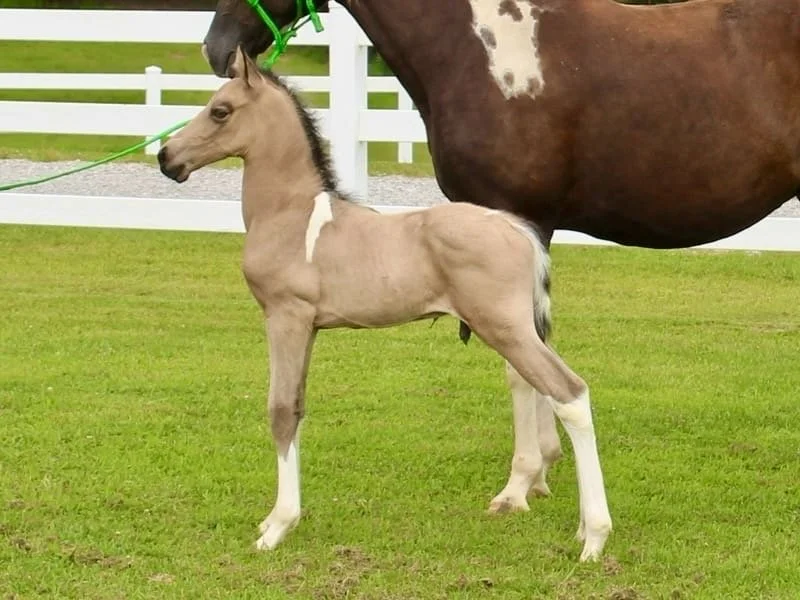 Young foal standing on grass with its mare in the background, fenced pasture.
