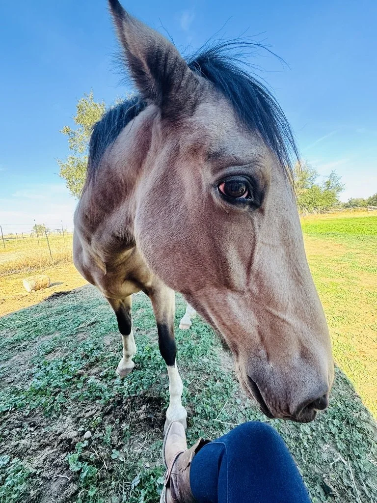 Close-up of a light brown and white horse with a dark mane, standing outdoors on green grass and dirt, with a blue sky and some trees in the background.
