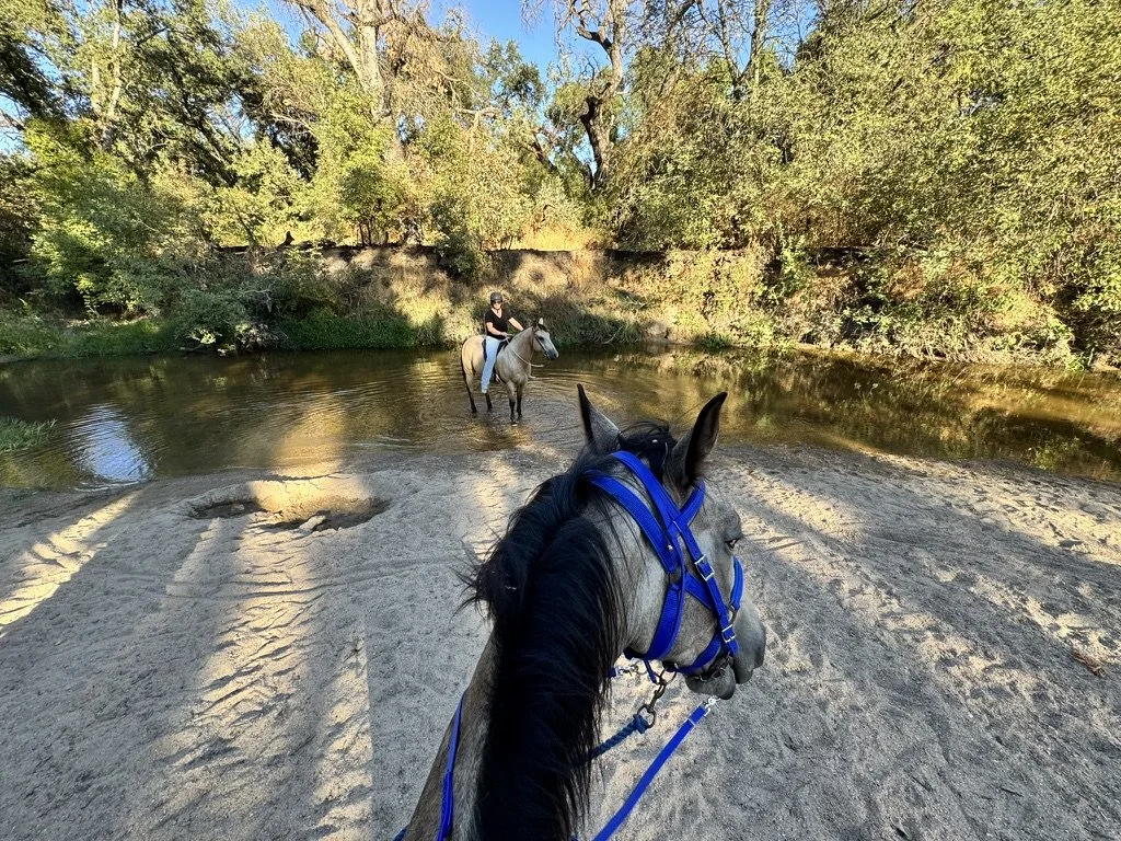 A person riding a horse across a shallow river in a forested area during daylight, with another rider on a horse in the distance.