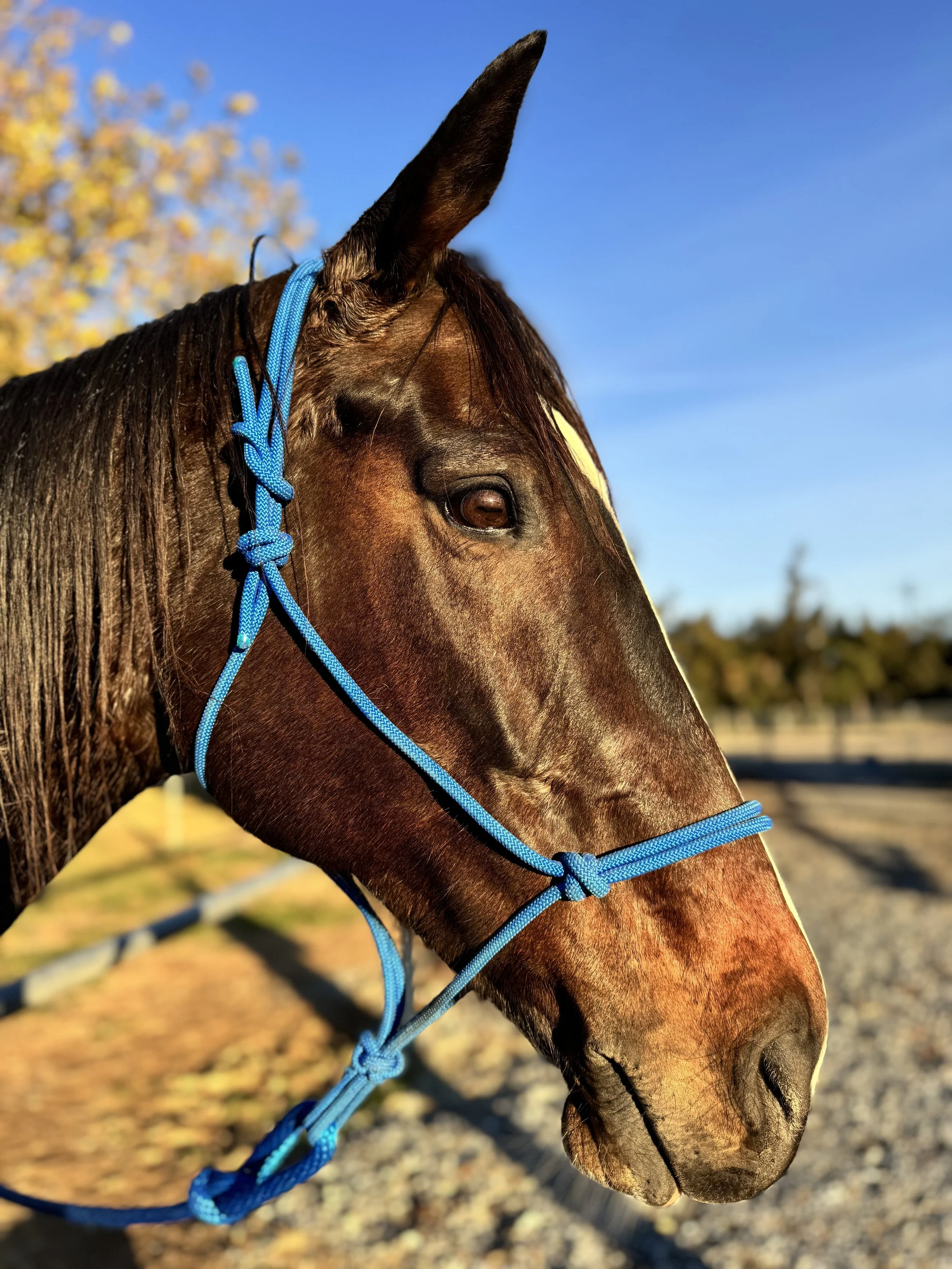 Close-up of a brown horse with a blue halter, standing outdoors on a sunny day.