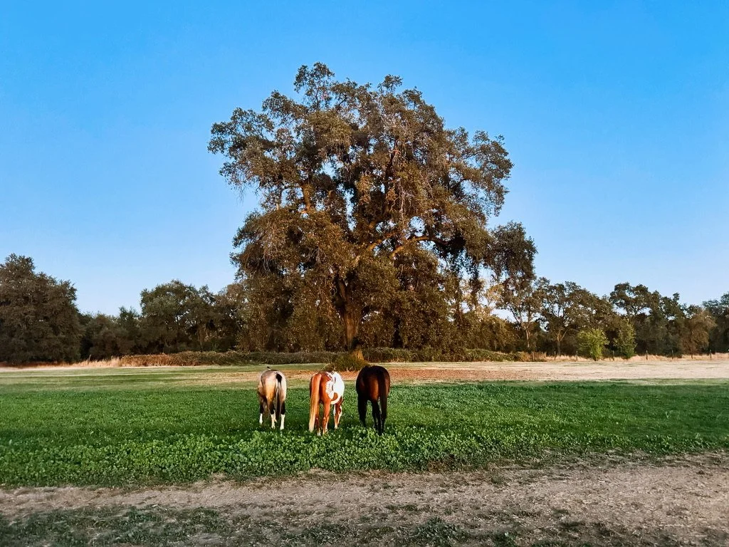 Three horses grazing on grass in front of a large oak tree under a clear blue sky