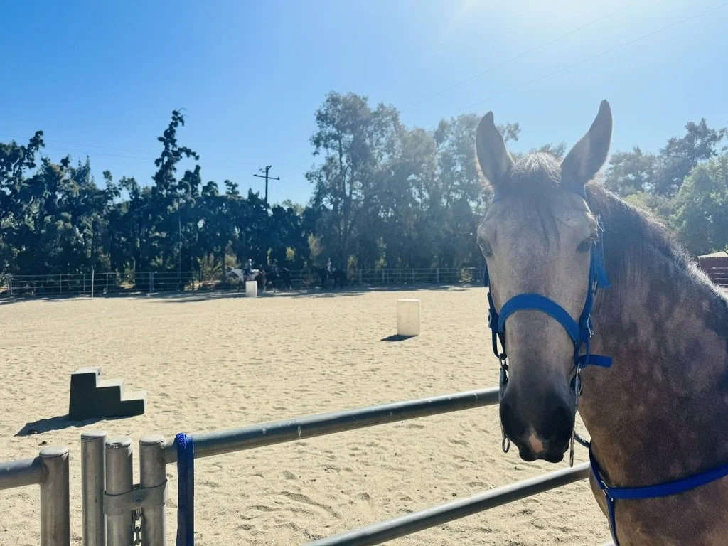 A white horse wearing a blue halter standing near a fence at an outdoor riding arena on a sunny day.